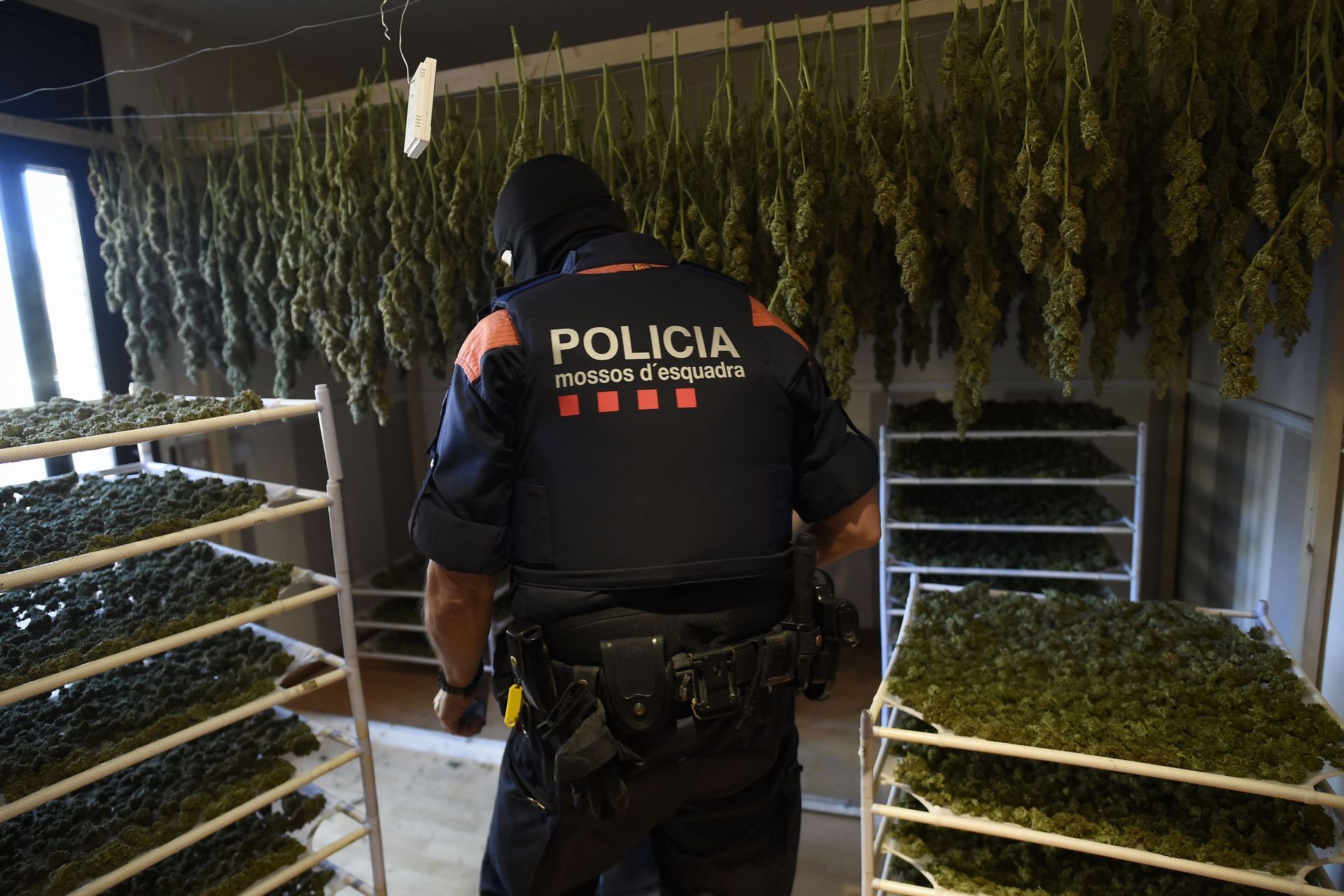A la frontière française, la Catalogne est devenue la ferme de cannabis de l’Europe