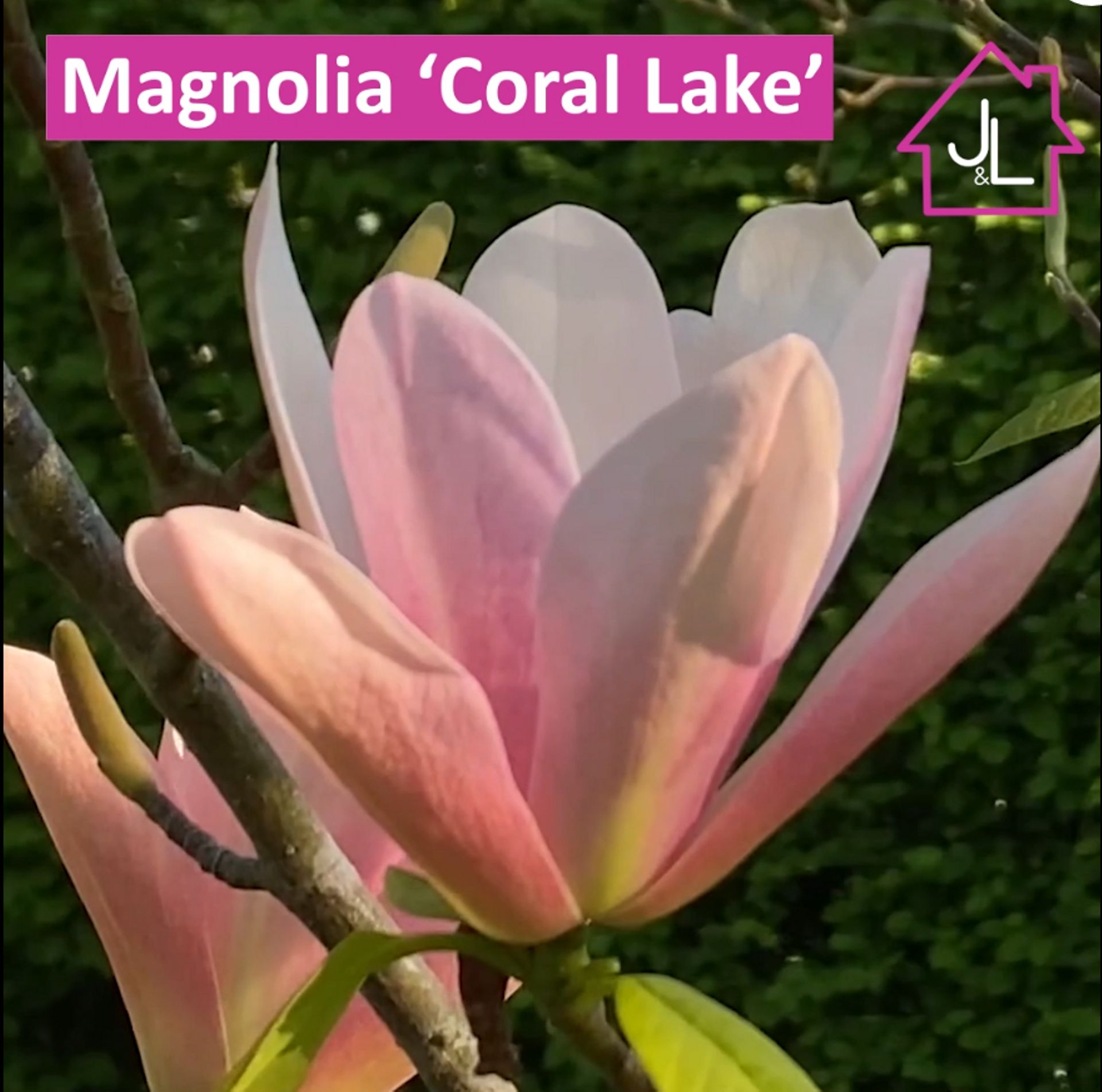 Magnolia 'Coral Lake'