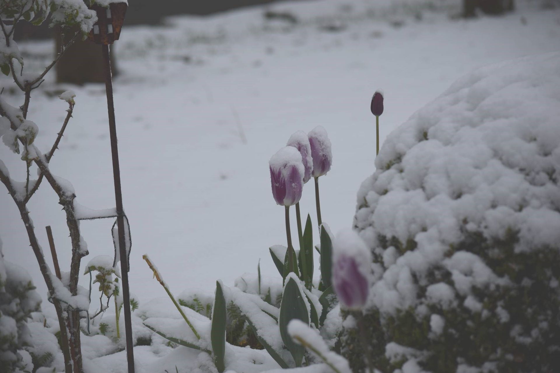 Dans les jardins, les fleurs recouvertes de neige donnent un spectacle original
