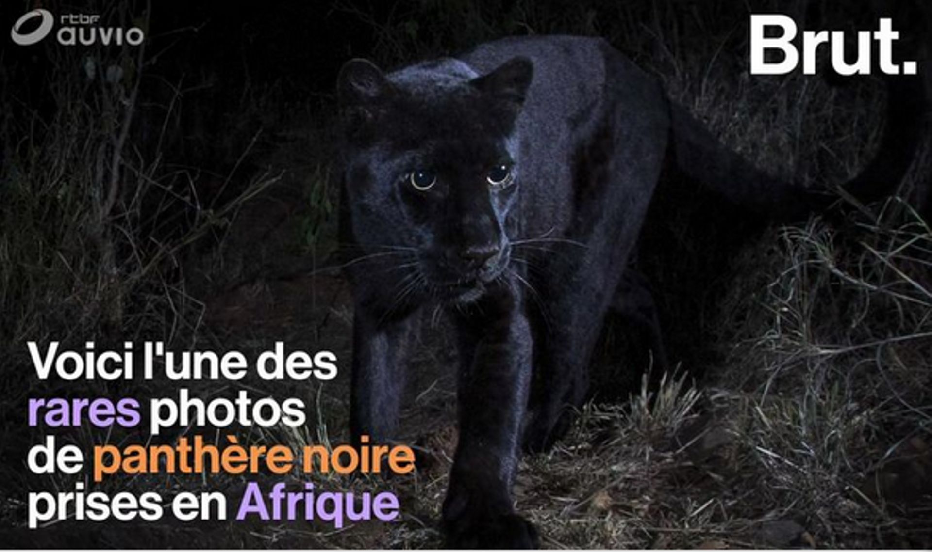 Une panth re noire photographi e en Afrique une image rare RTBF