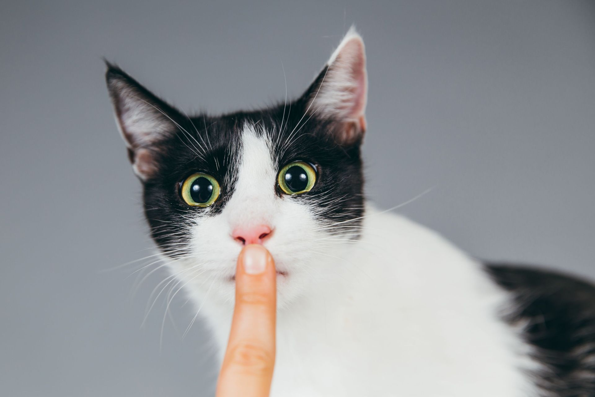 — Miaa…
— Chut ! Attention à ce que tes mots ne dépassent pas ta pensée.