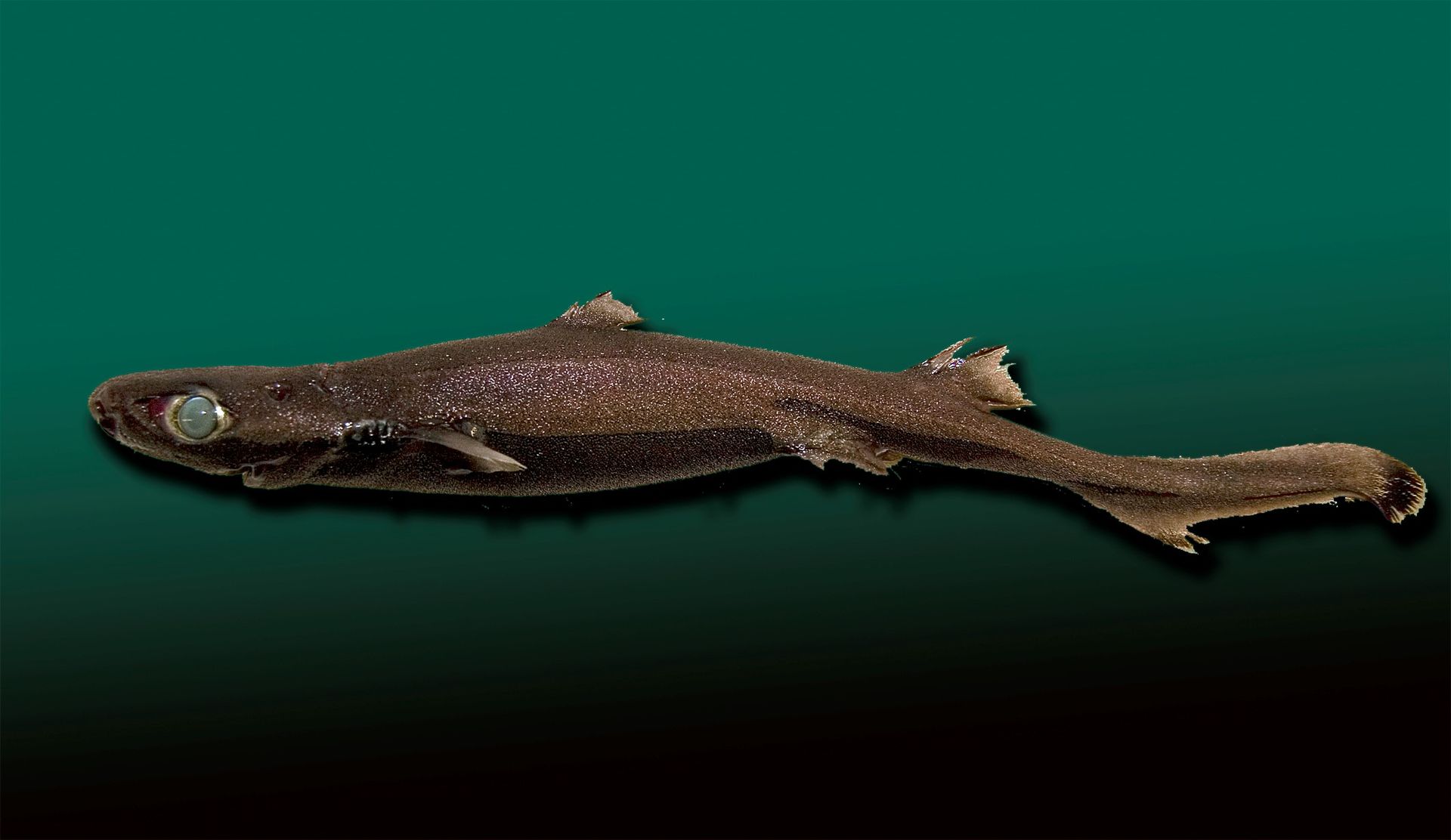 Etmopterus spinax: Individu de l'espèce de requin lanterne utilisé comme espèce modèle pour l'étude de la bioluminescence chez les requins. Cette espèce de requin lumineux mesure entre 24 et 41 cm à l’âge adulte