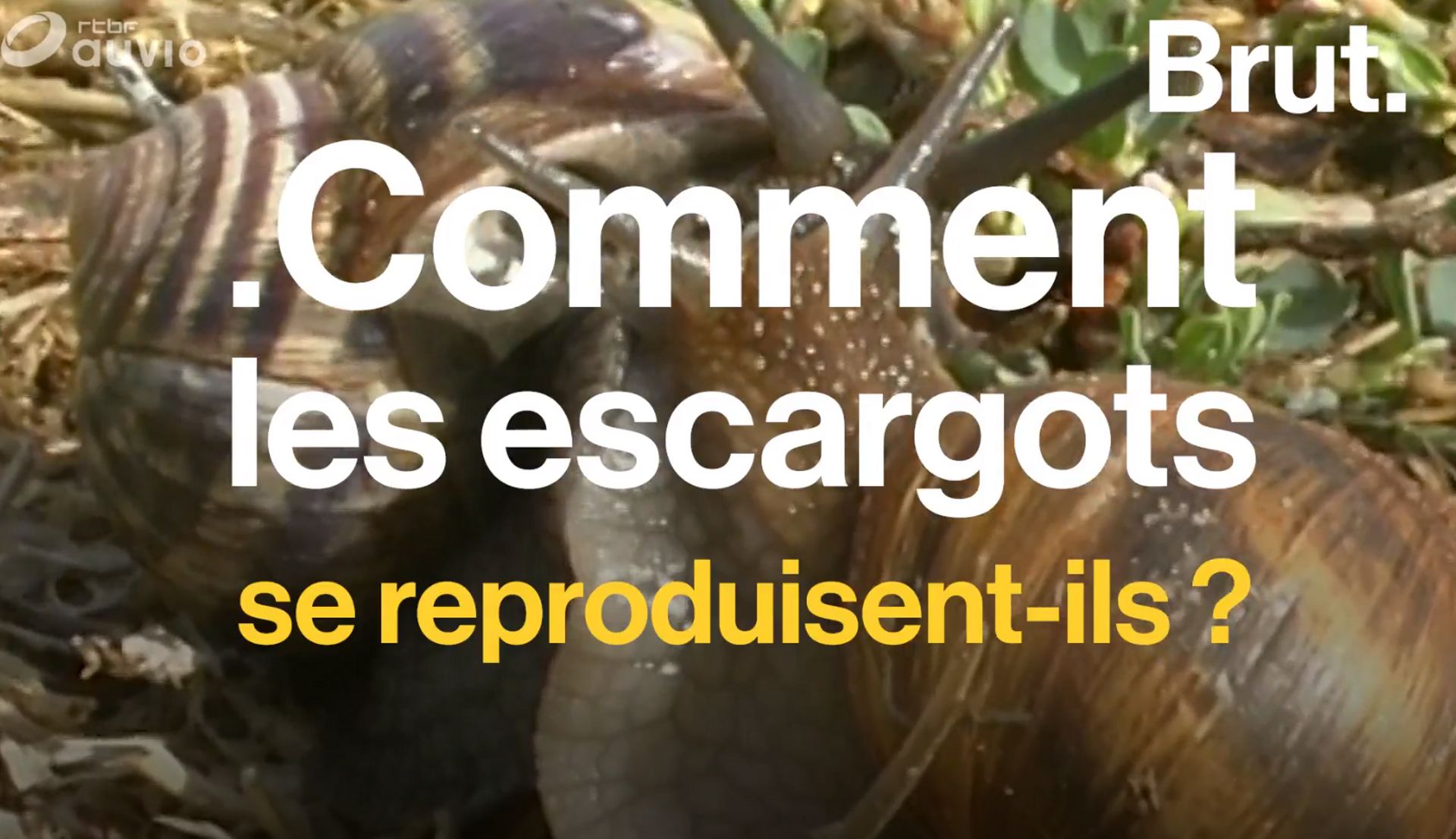 Comment Se Reproduisent Les Escargots Rtbf Be Comment Se Reproduisent Les Escargots Rtbf Be