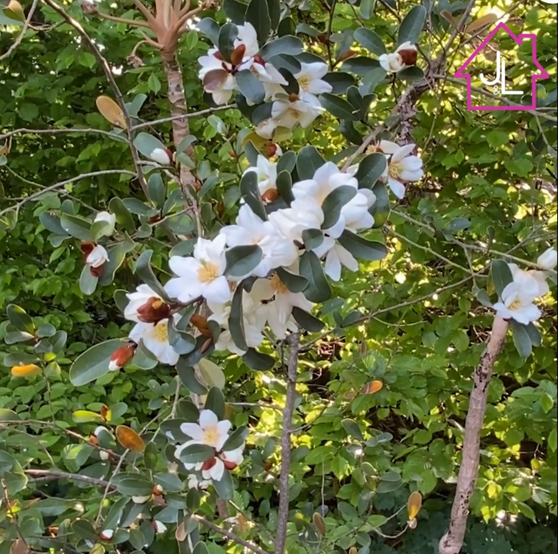 Magnolia (Michelia) figo