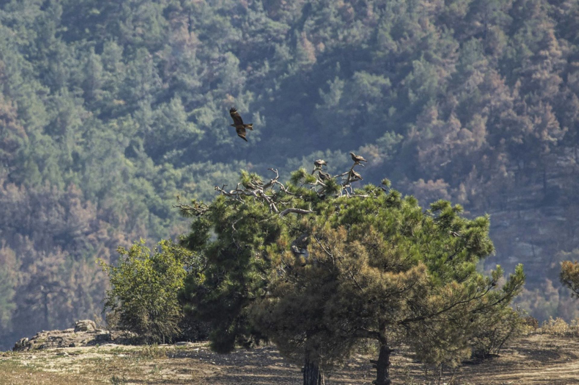 Des oiseaux de proie survolent le parc national de Dadia en Grèce, partiellement ravagé par un incendie, le 28 juillet 2022.