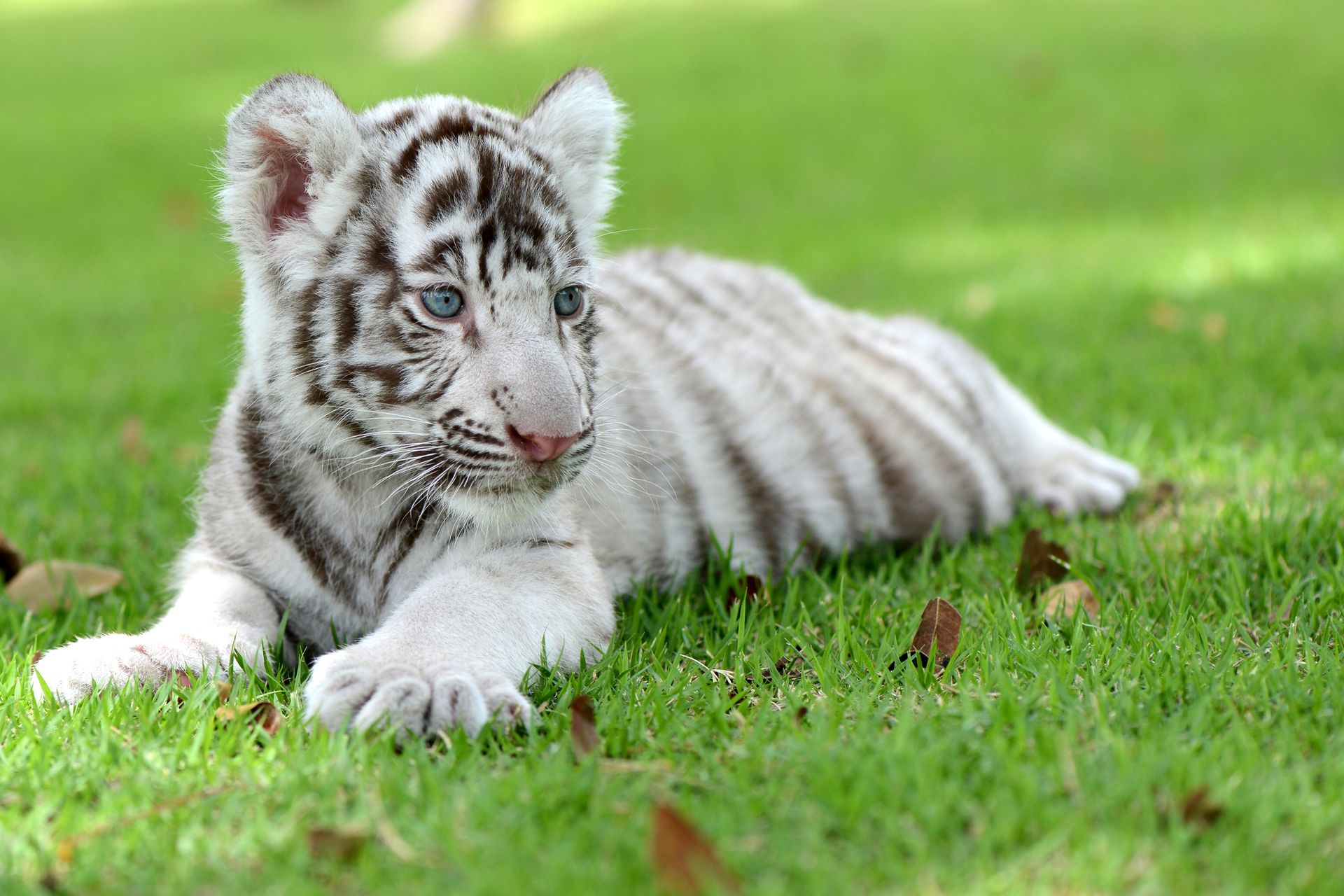 Voici notre top 5 des bébés animaux les plus mignons 