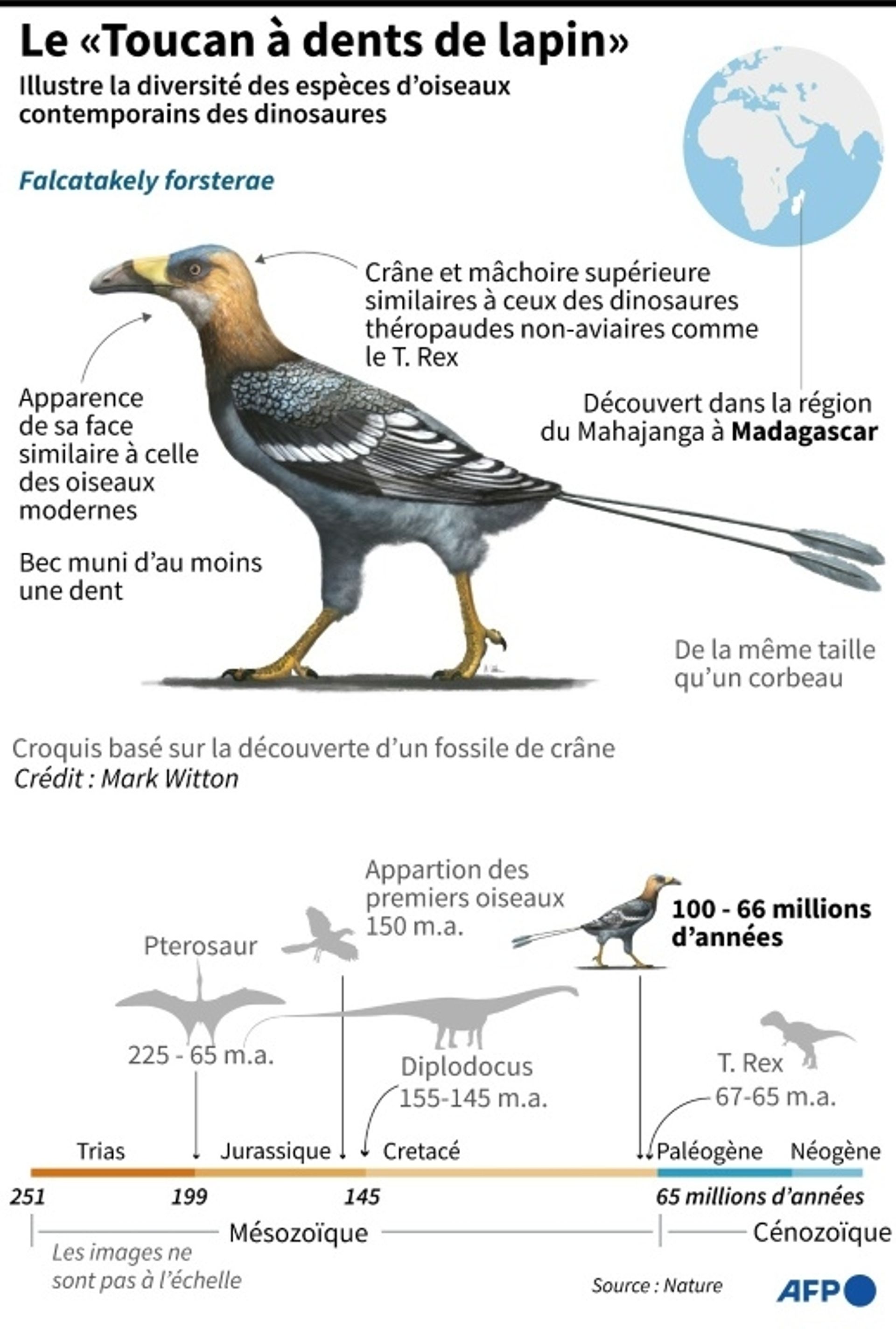 Un fossile de "toucan à dents de lapin" illustre la diversité des oiseaux contemporains des dinosaures