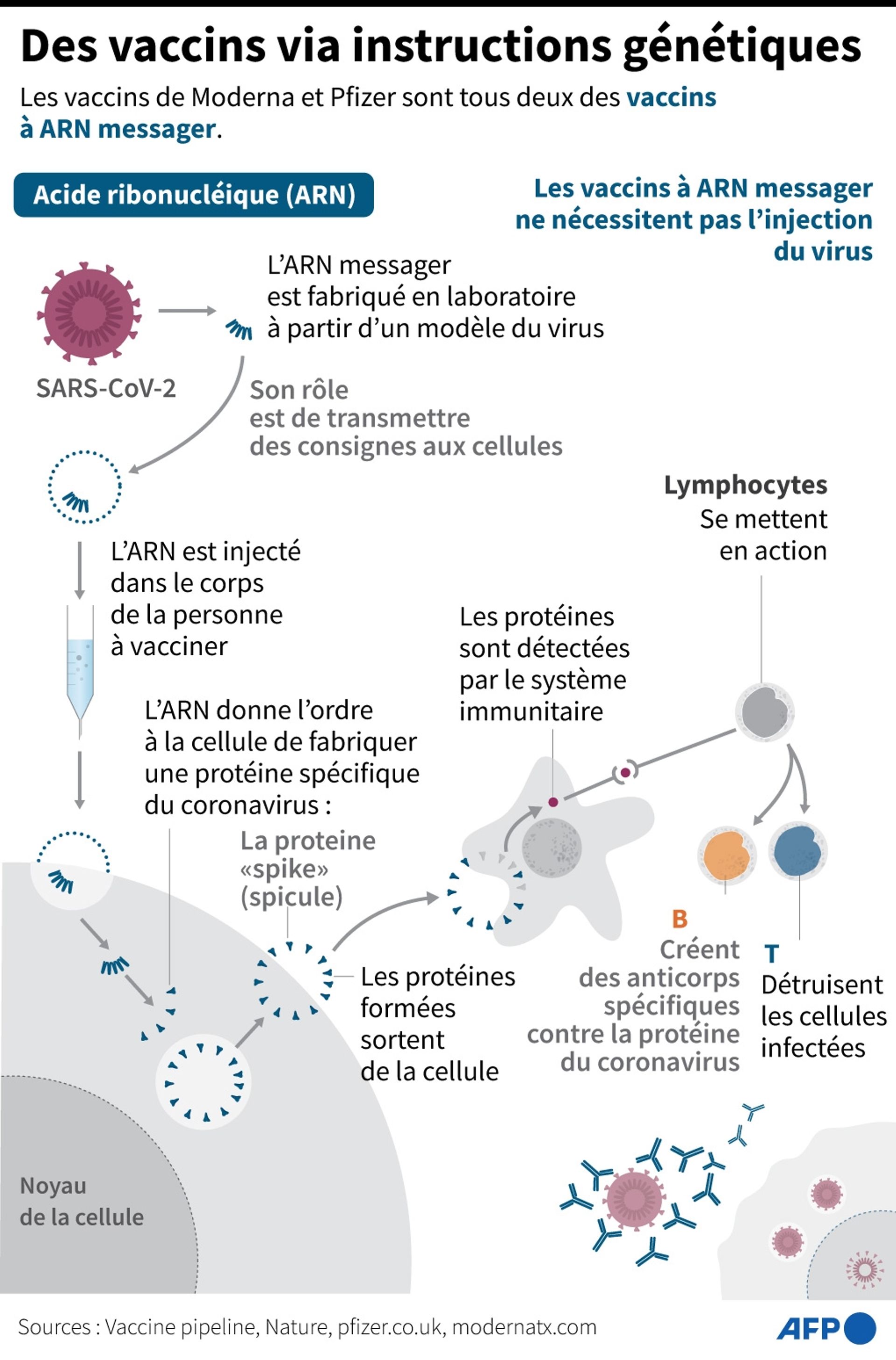 Le fonctionnement des vaccins à ARN messager de Pfizer et Moderna.
