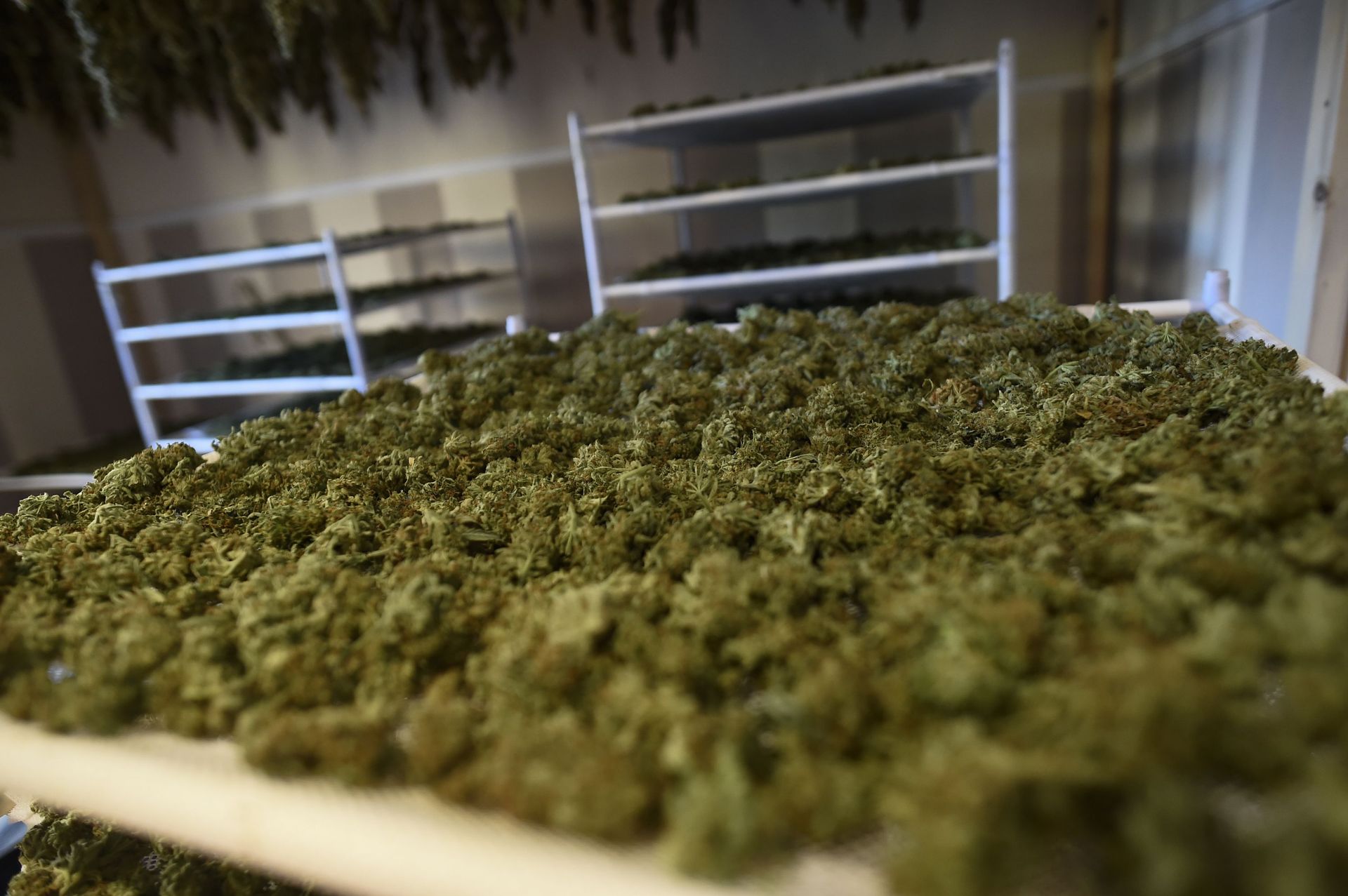 A la frontière française, la Catalogne est devenue la ferme de cannabis de l’Europe