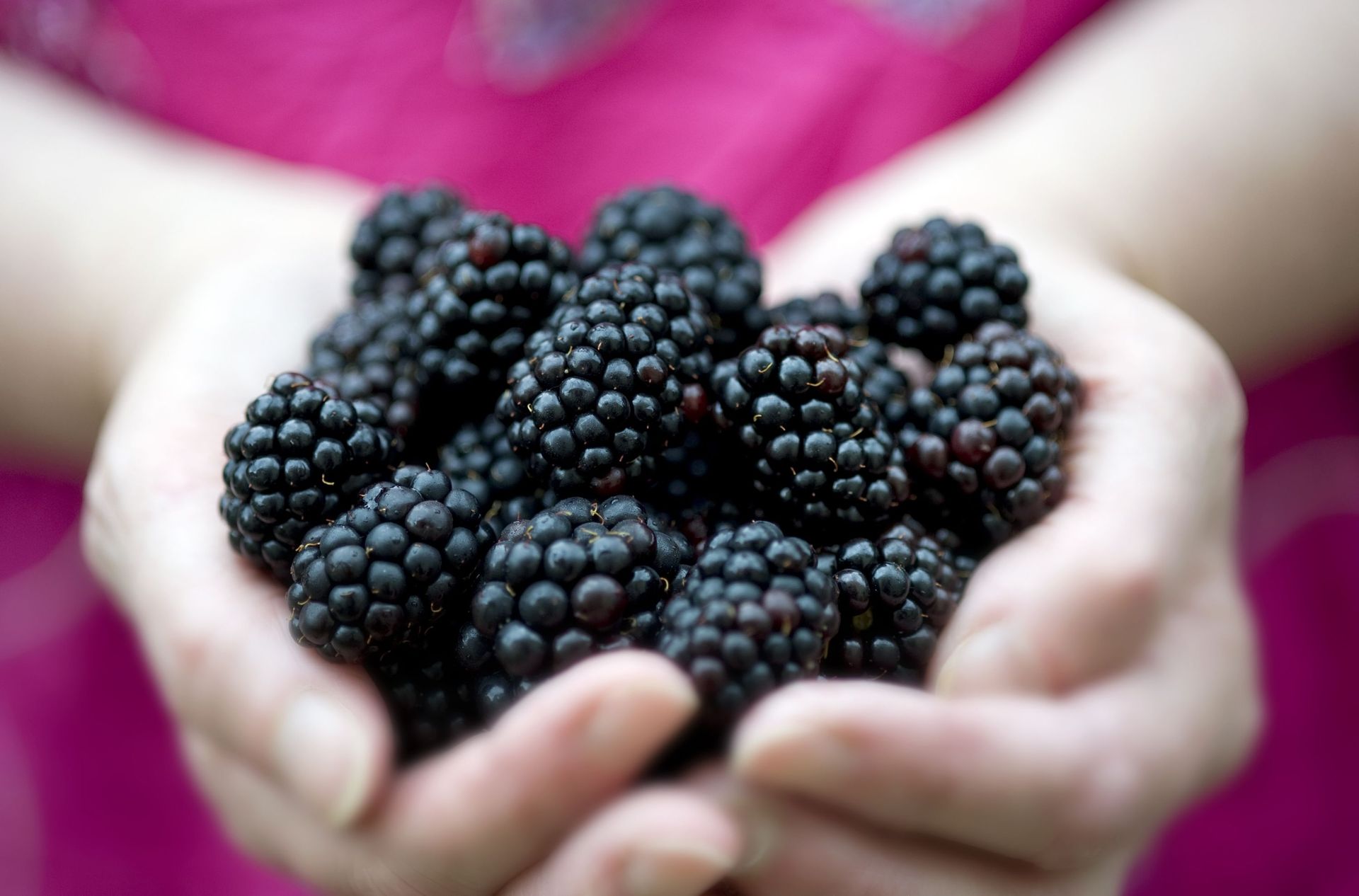 La framboise, une ronce appétissante : Femme Actuelle Le MAG