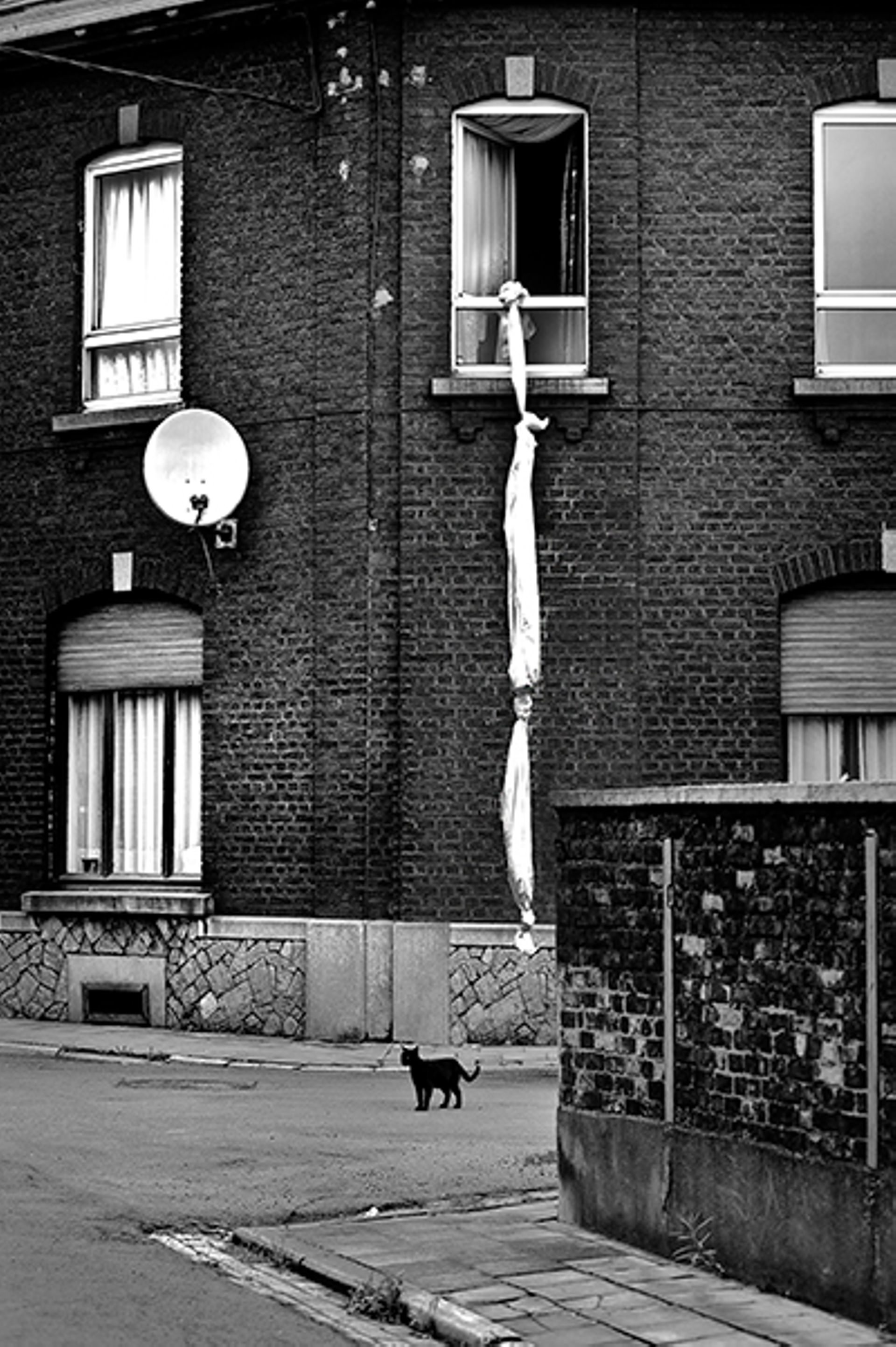 Le Chat S Expose En Photo Rtbf Be Le Chat S Expose En Photo Rtbf Be