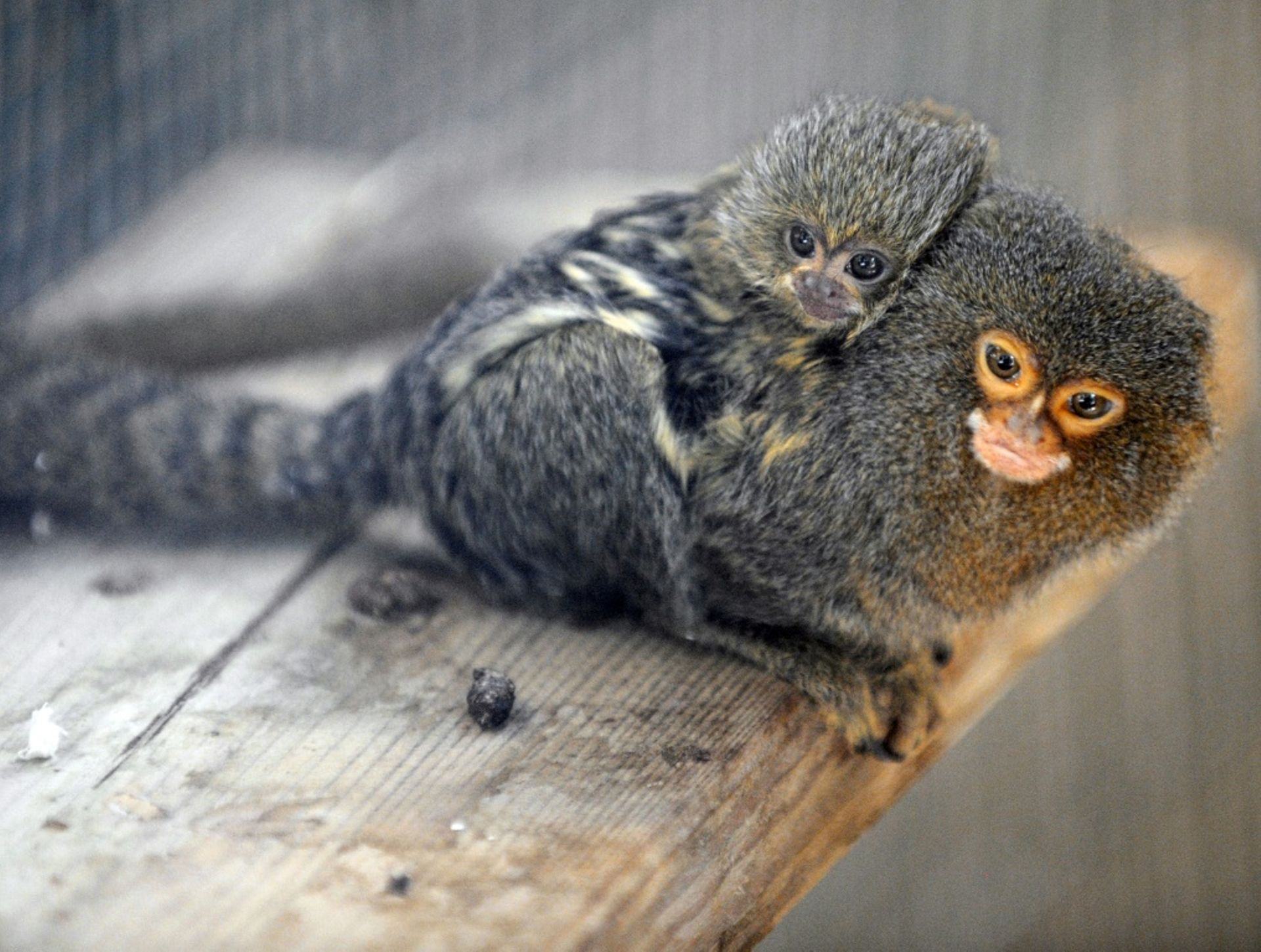 Singes Miniatures Des Ouistitis Pygmees Voles Dans Un Zoo Australien Rtbf Be