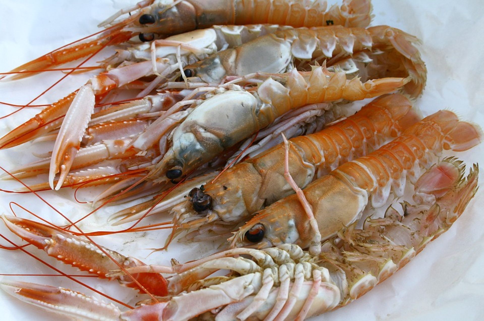 L'essentiel sur les crevettes et gambas