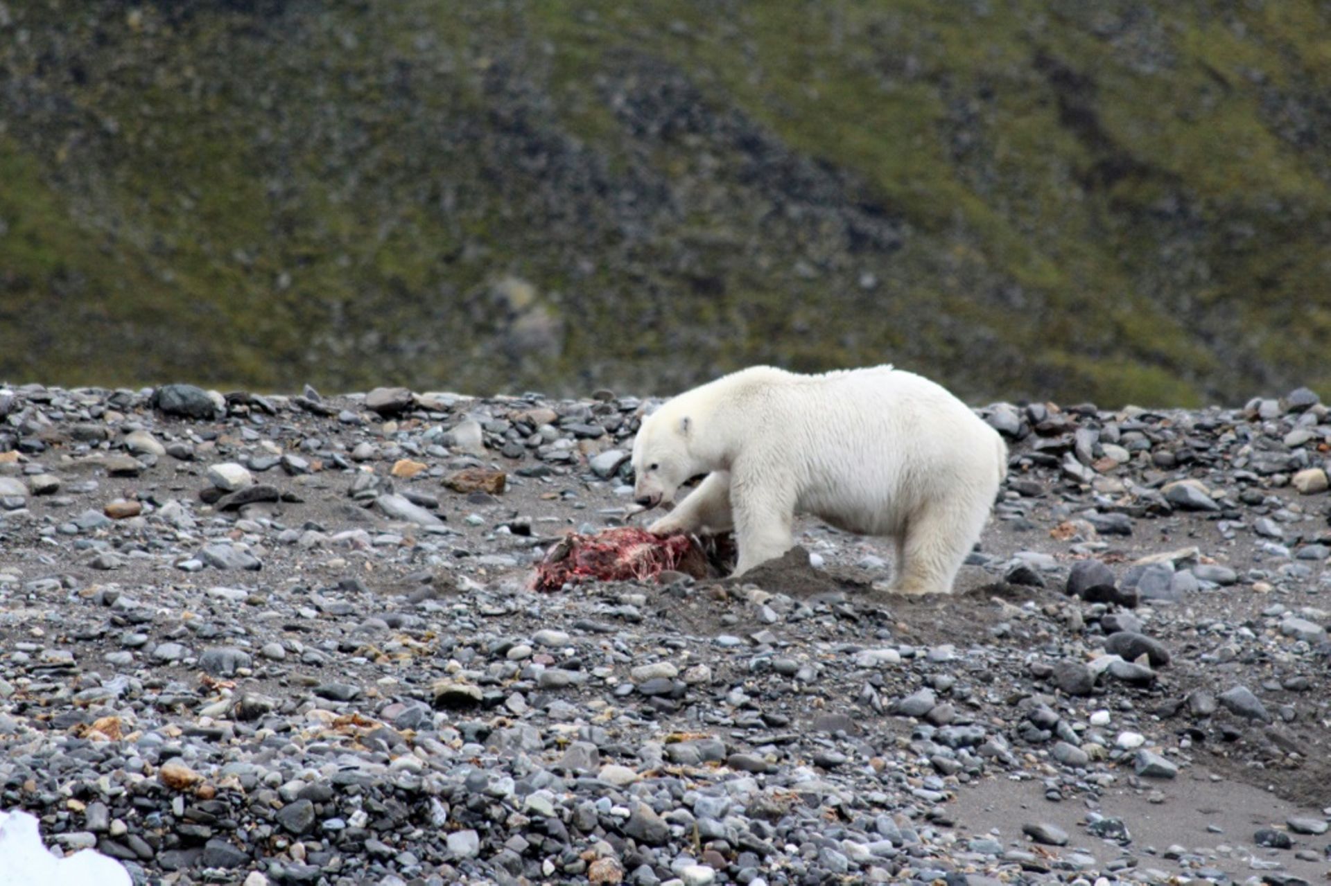 Une ourse polaire dévore la carasse d’un renne à Svalbard, en Norvège, le 21 août 2020.