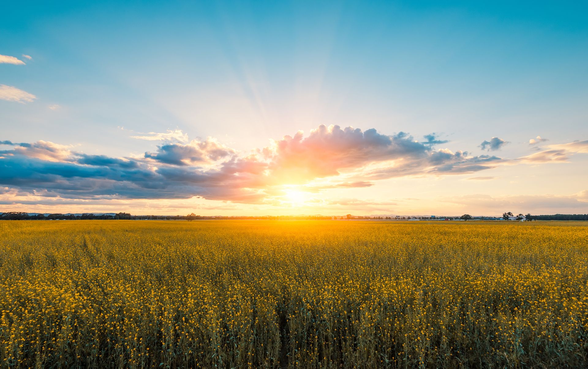 Le leurre écologique des prairies fleuries