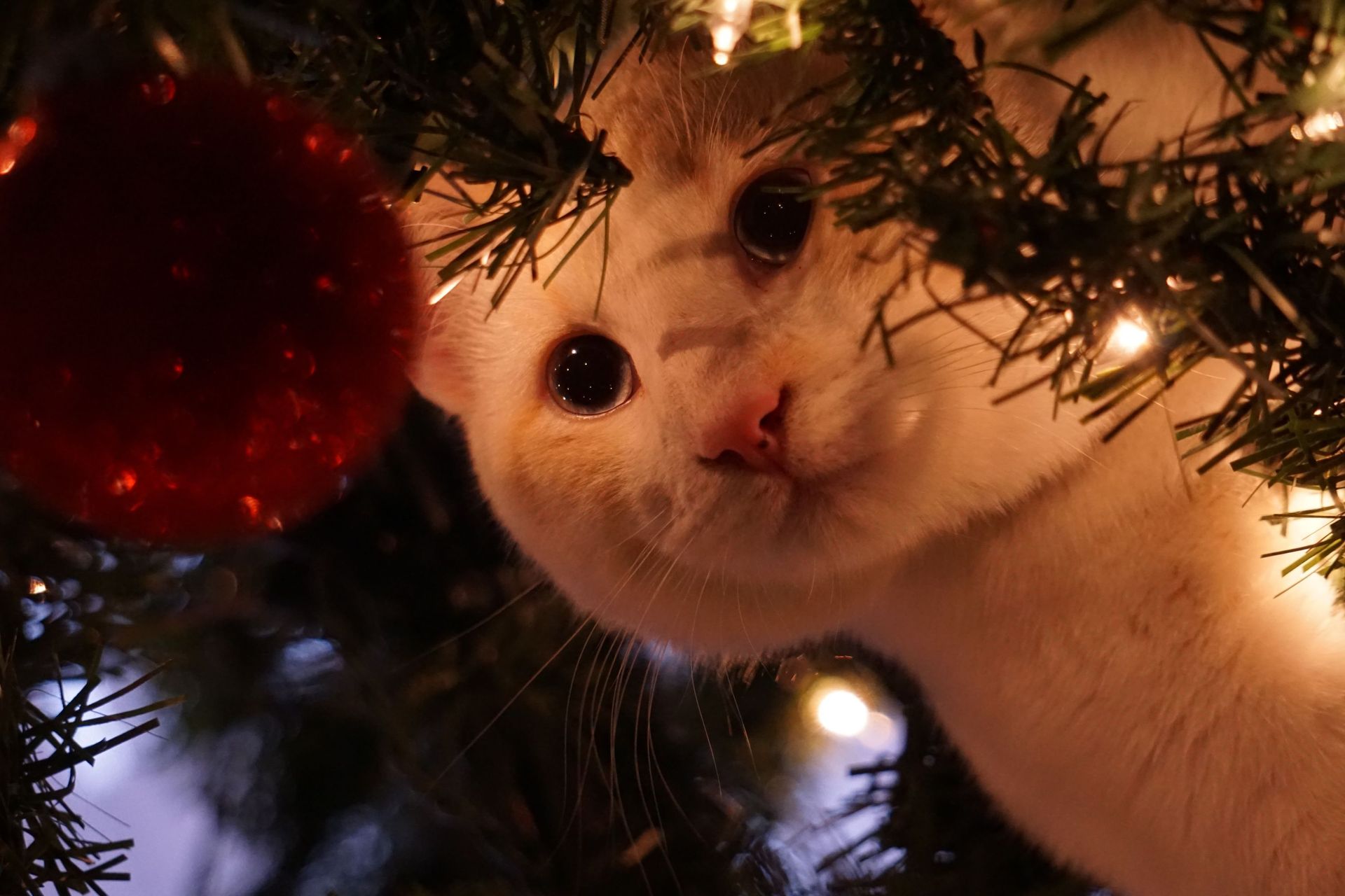 Best Of Twitter Noel Et Les Chats Un Enfer Quotidien Best Of Twitter Noel Et Les Chats Un Enfer Quotidien