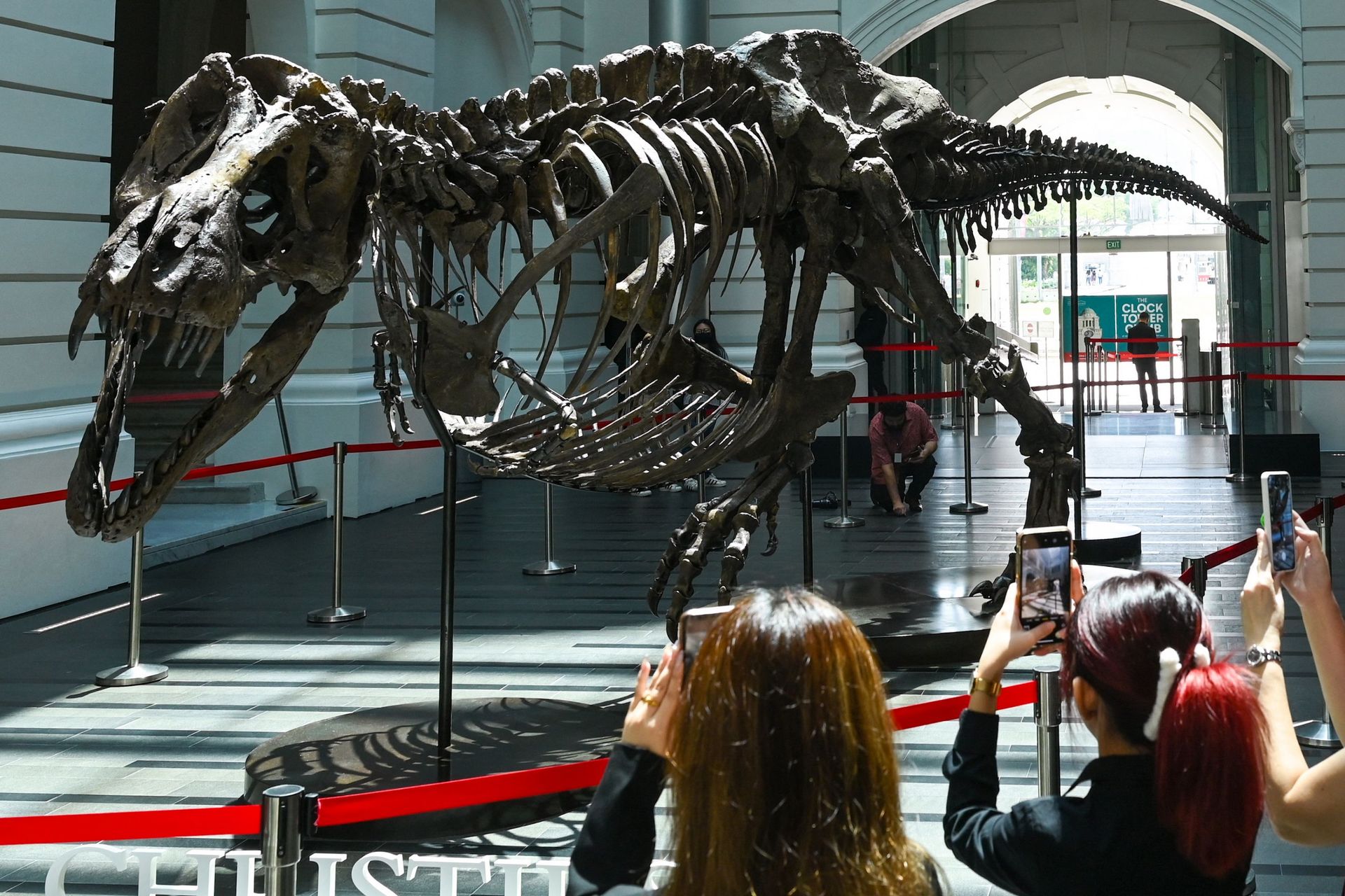 Vente aux enchères: 6,1 millions de dollars pour un squelette de dinosaure  - Le Soir