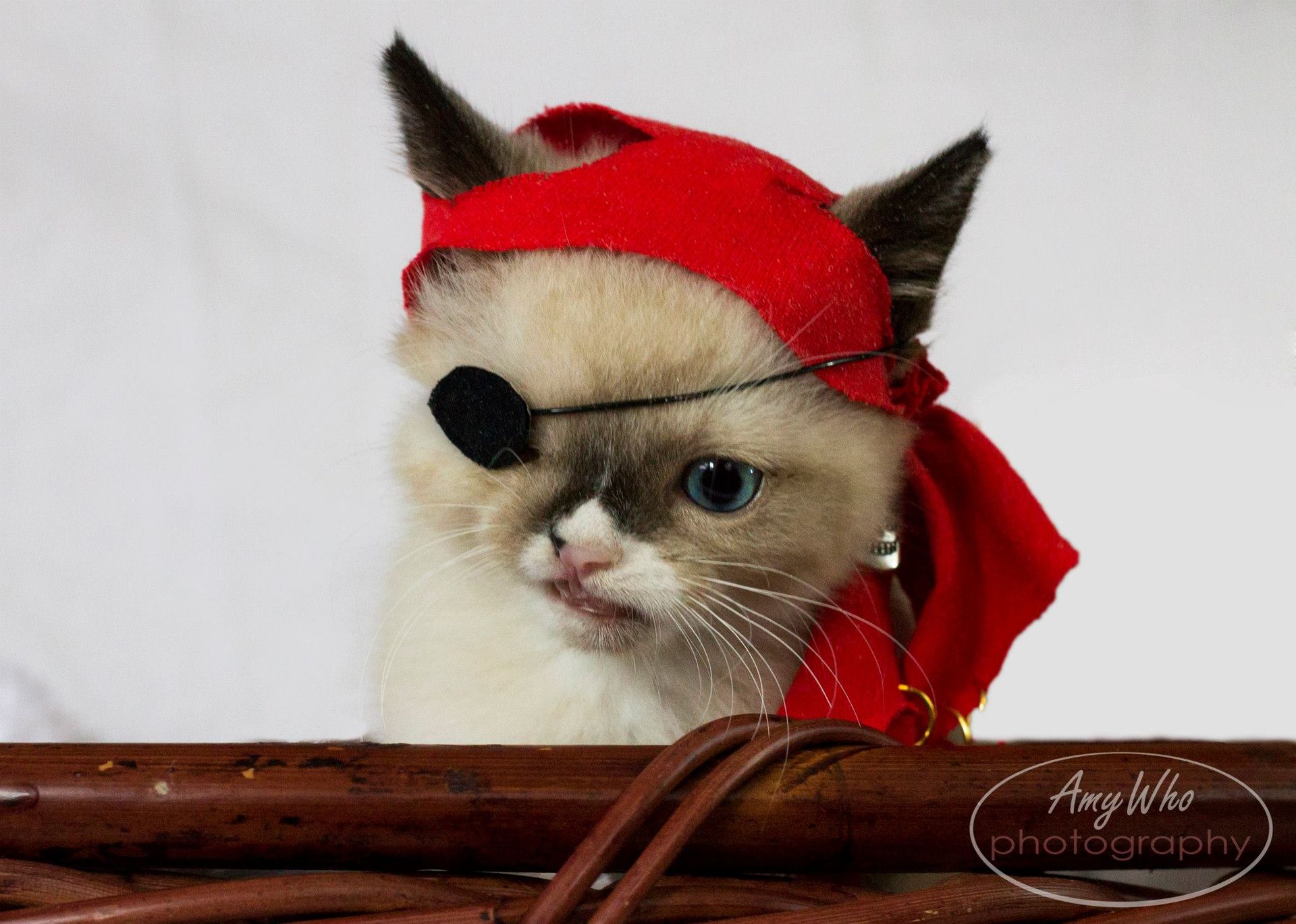 Sir Stuffington : le petit chat pirate - RTBF Actus