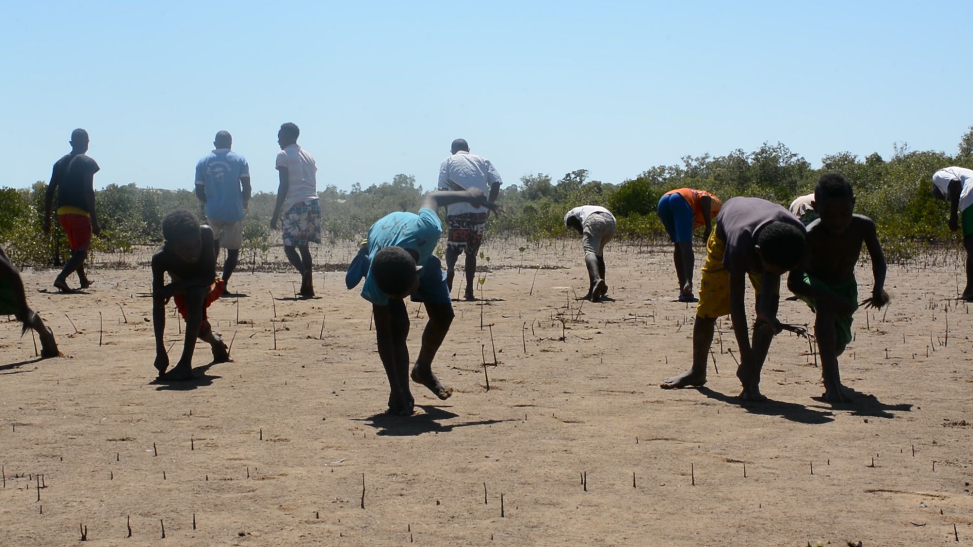 Toutes les générations participent à la plantation de Mangrove