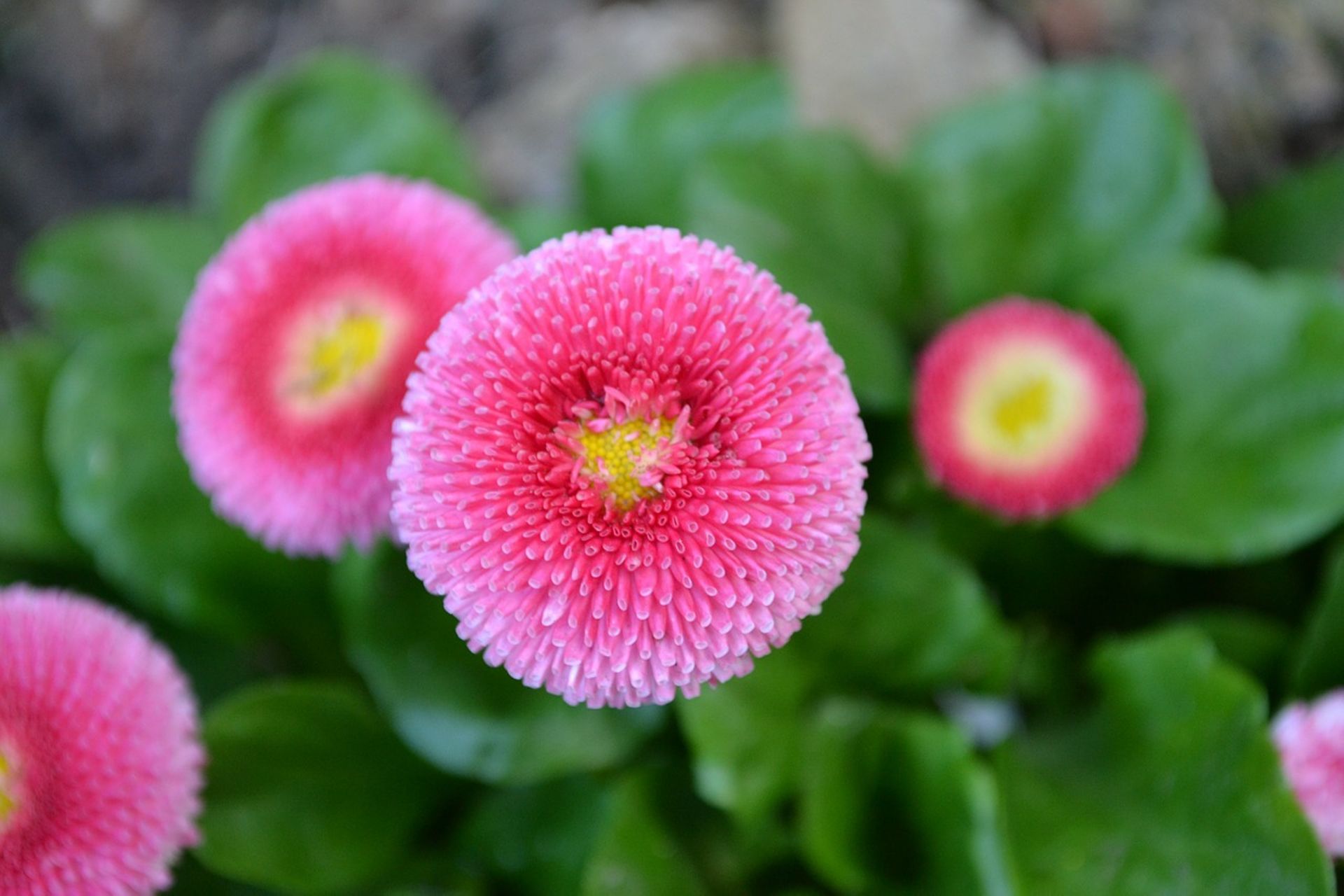 Cultivar de pâquerette