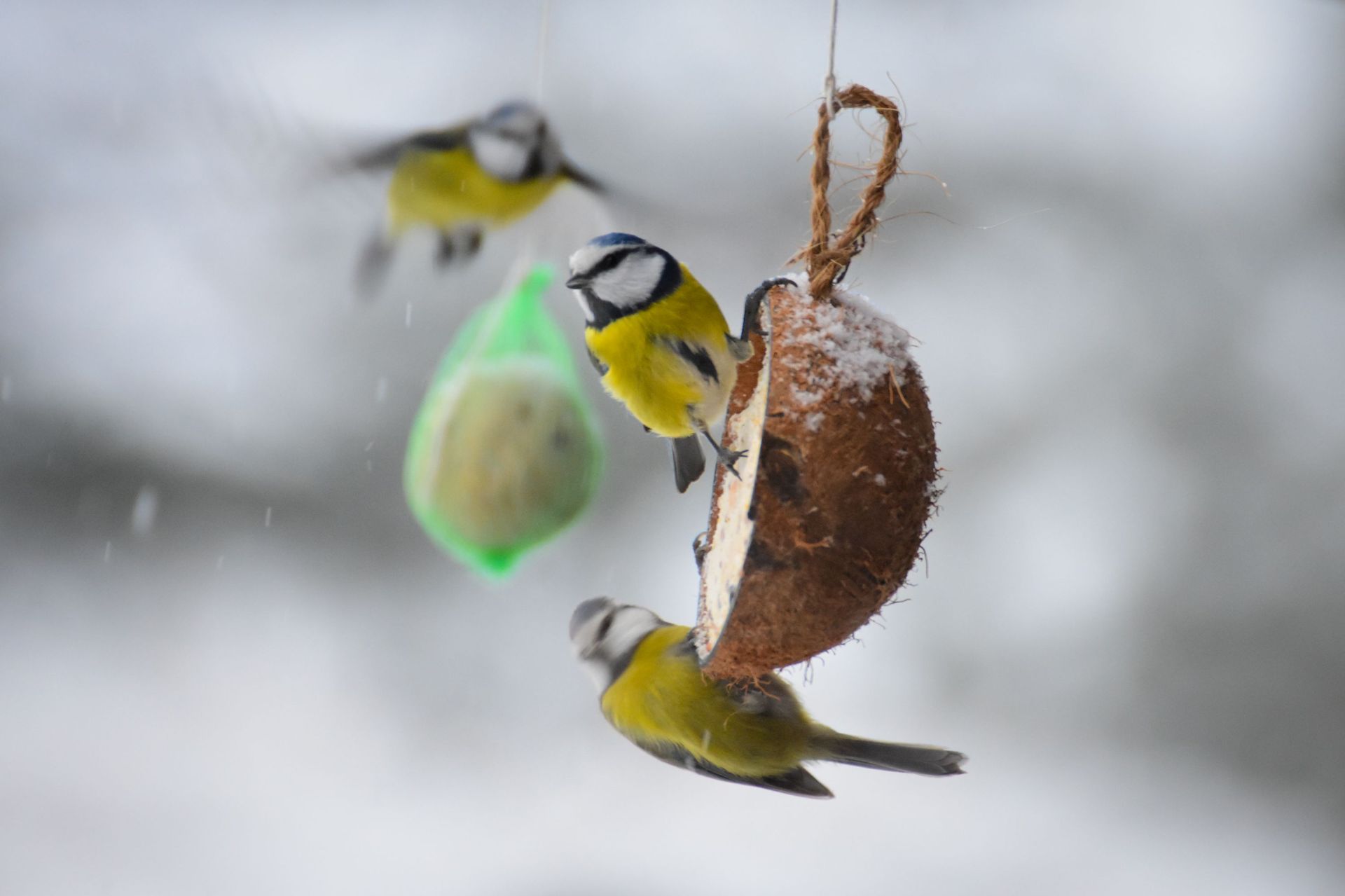 Pétition : Danger des boules de graisses pour nos amis oiseaux !