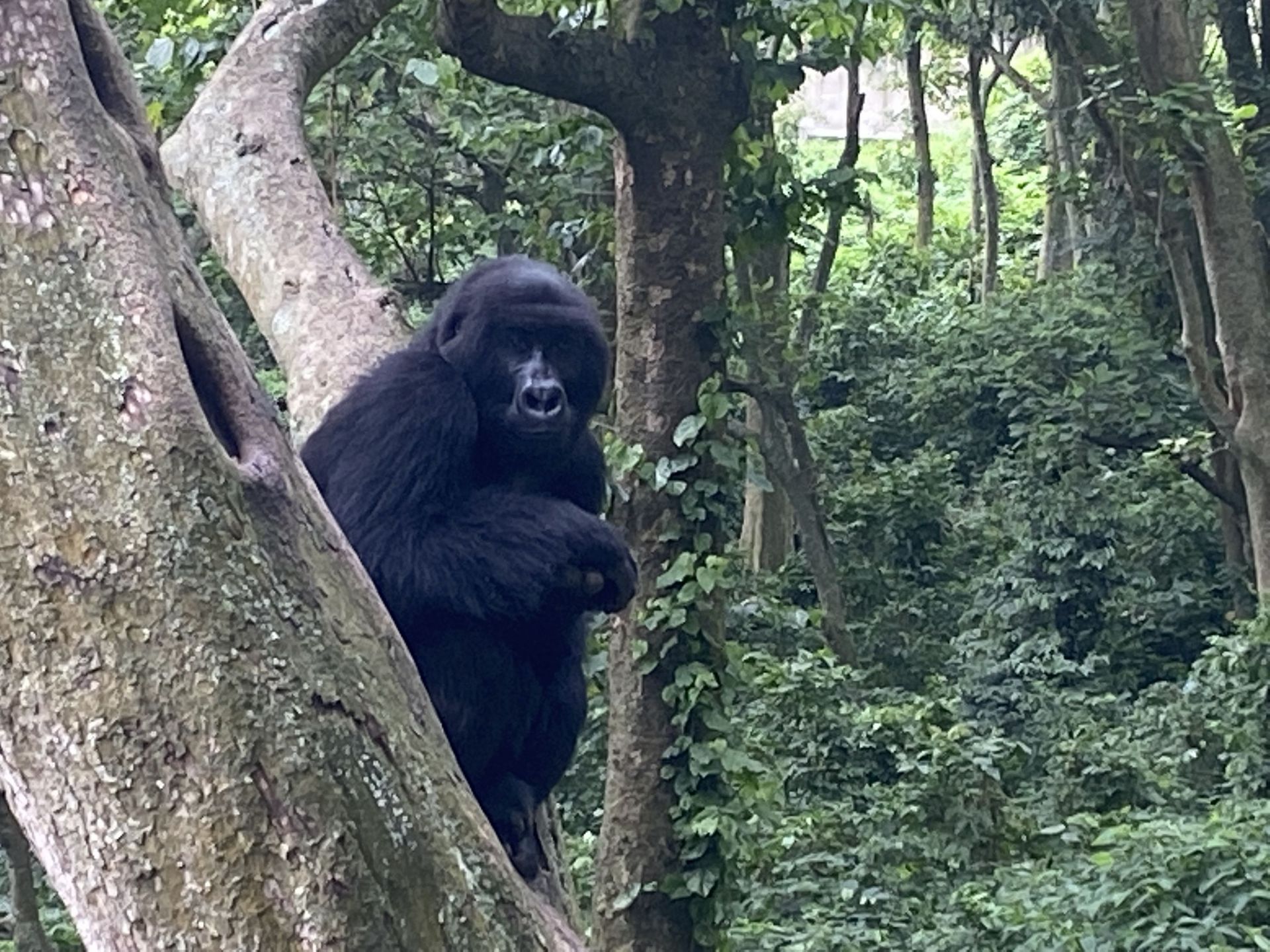 Matabishi est un mâle âgé de 11 ans. Près d’un millier de gorilles des montagnes vivent dans cette région frontalière avec le Rwanda et l’Ouganda. Le Parc des Virunga en compte environ 350.