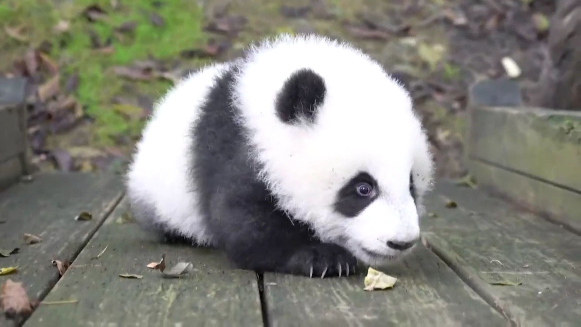 Cheng Len, le plus léger panda du monde a bien grandi: il aime le toboggan