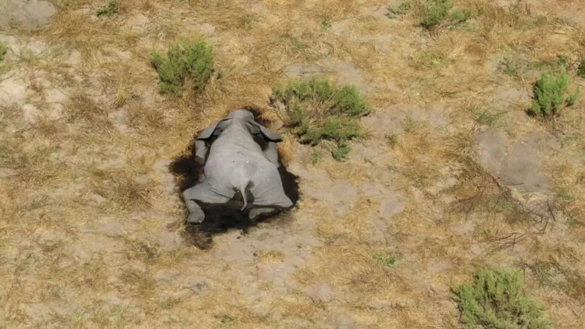 Botswana : mort "mystérieuse" de centaines d'éléphants