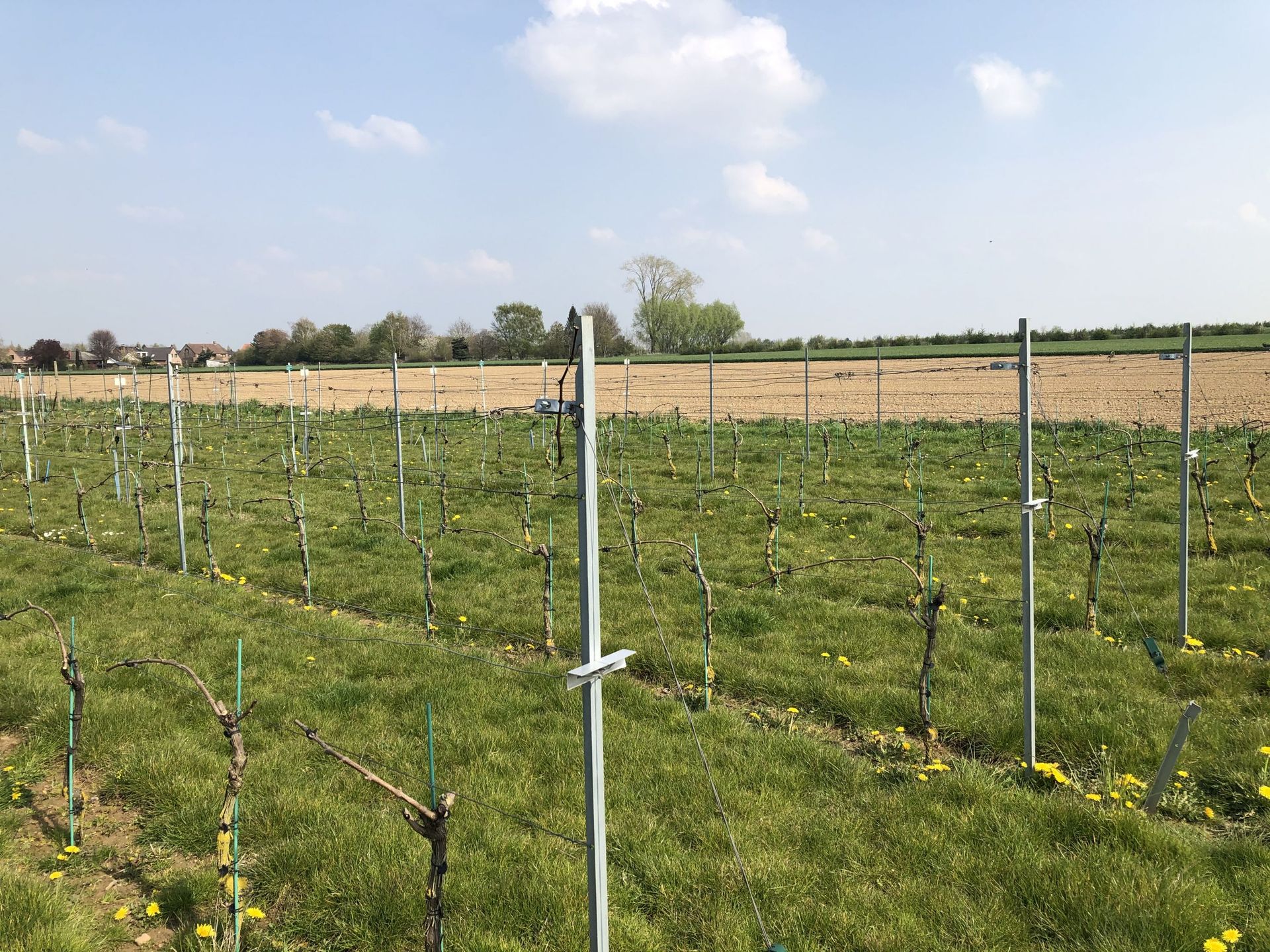 Vignole expérimental du Centre pour l’Agronomie et l’Agro-industrie de la Province du Hainaut (CARAH)