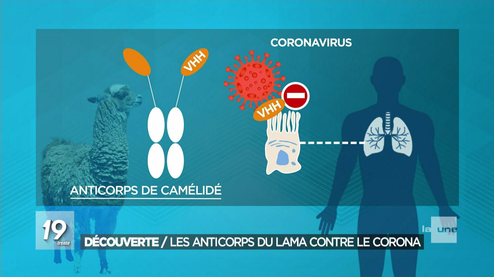 Un lama belge nous sauvera-t-il du coronavirus?