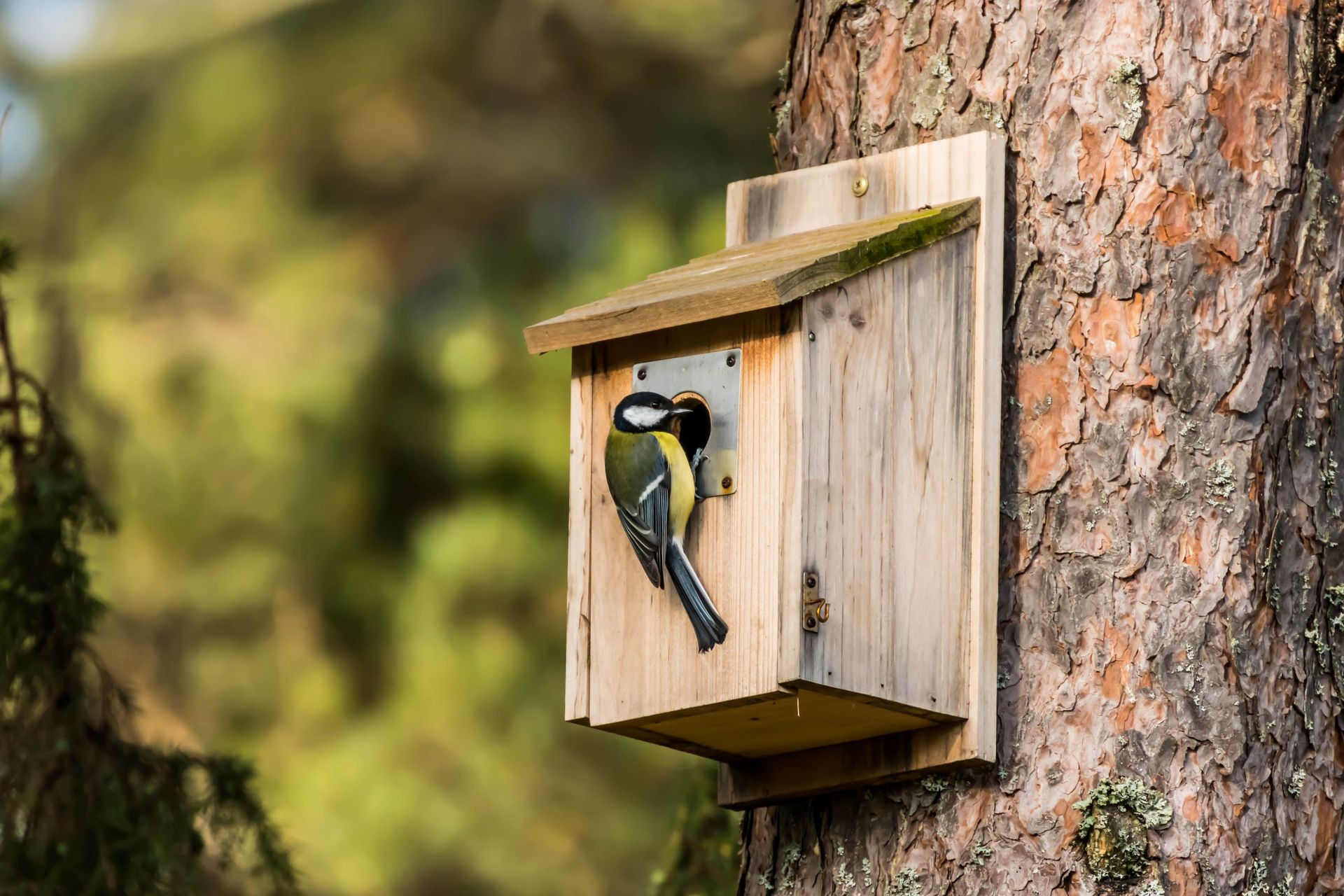 Retrouvez notre guide pour installer vos nichoirs pour accueillir les  oiseaux du jardin en toutes saisons.