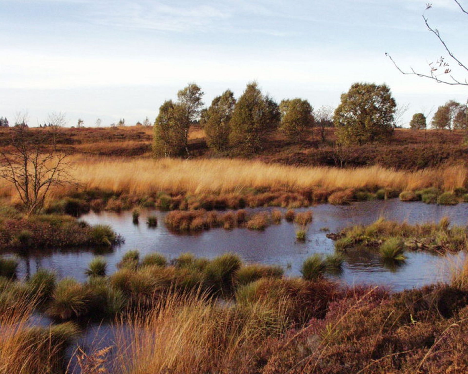 Hautes Fagnes