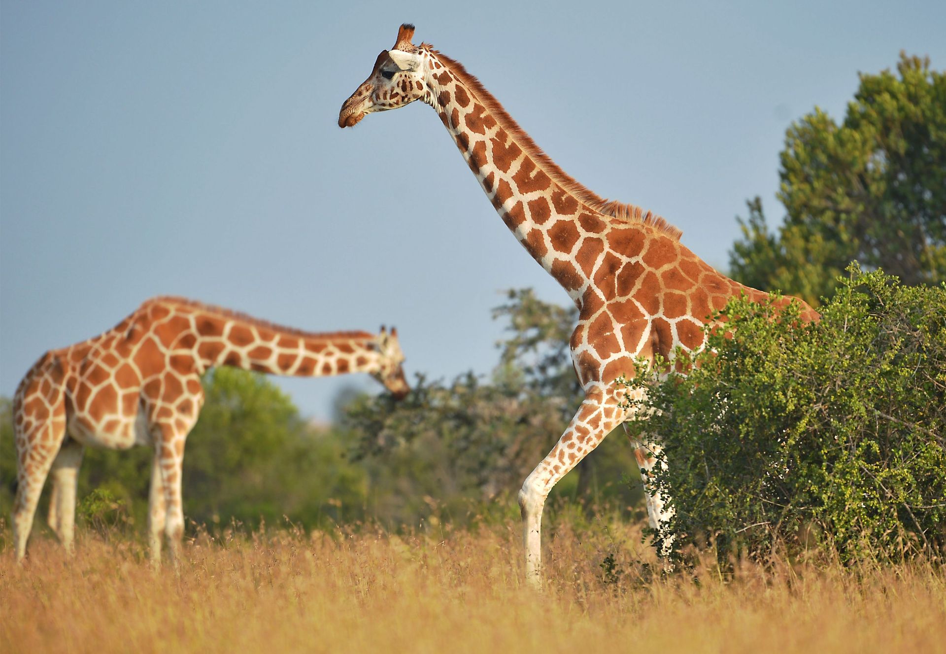 Les Girafes Pr Sent Sur Liste Rouge Sont De Plus En Plus Vuln Rables Rtbf Actus