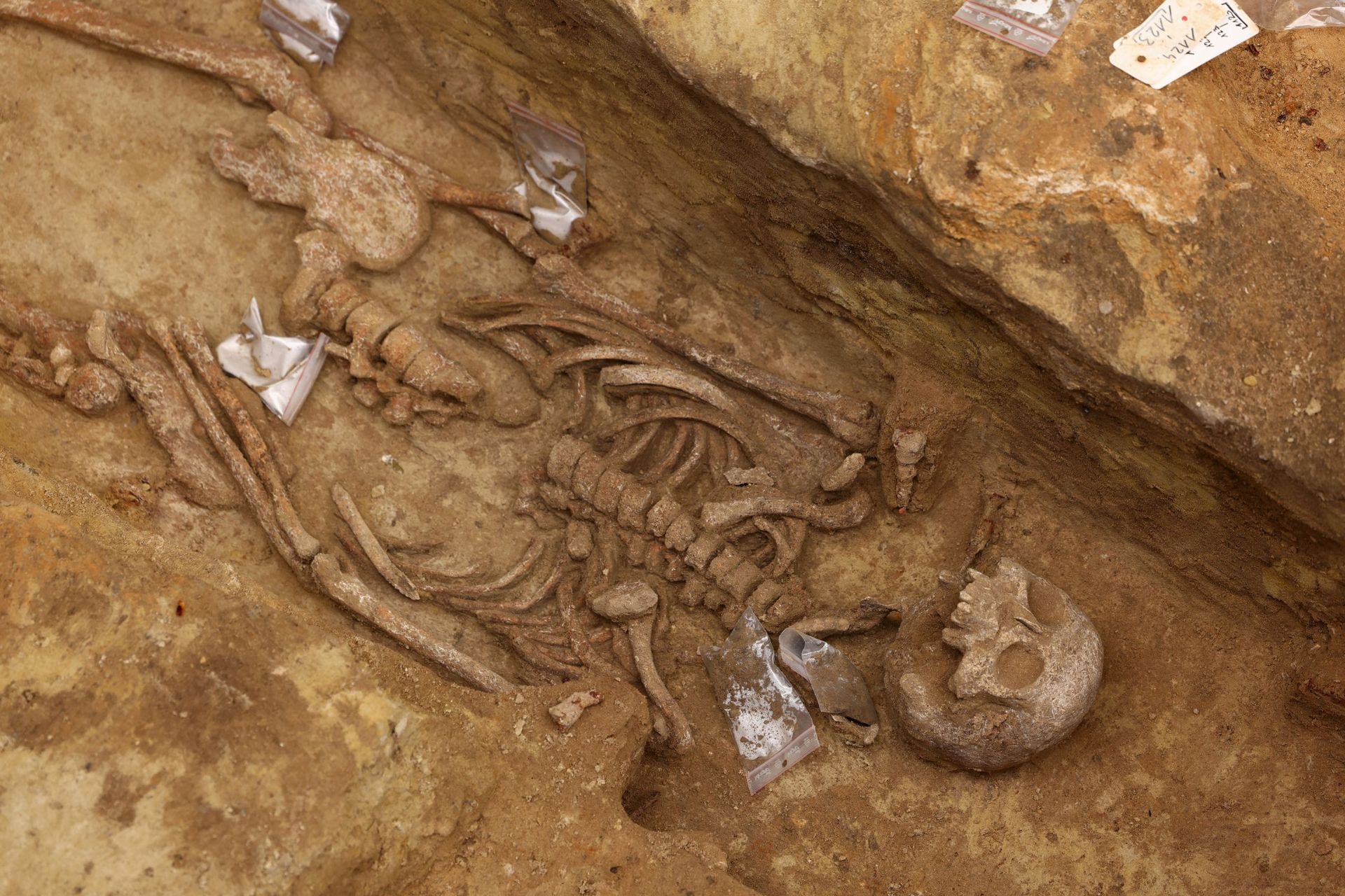 Un des squelettes découverts dans la nécropole de la station métro Port-Royal