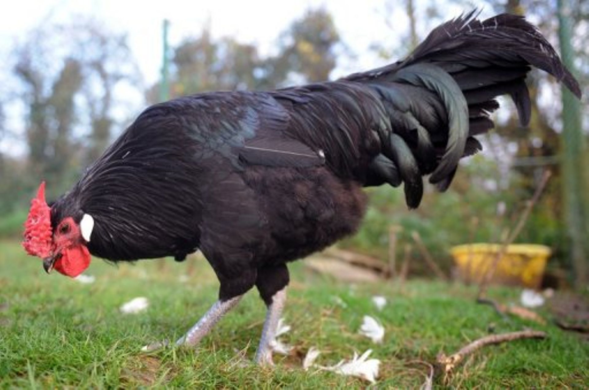 Comment les poulets perdent leur penis ou les surprises de l evolution RTBF Actus