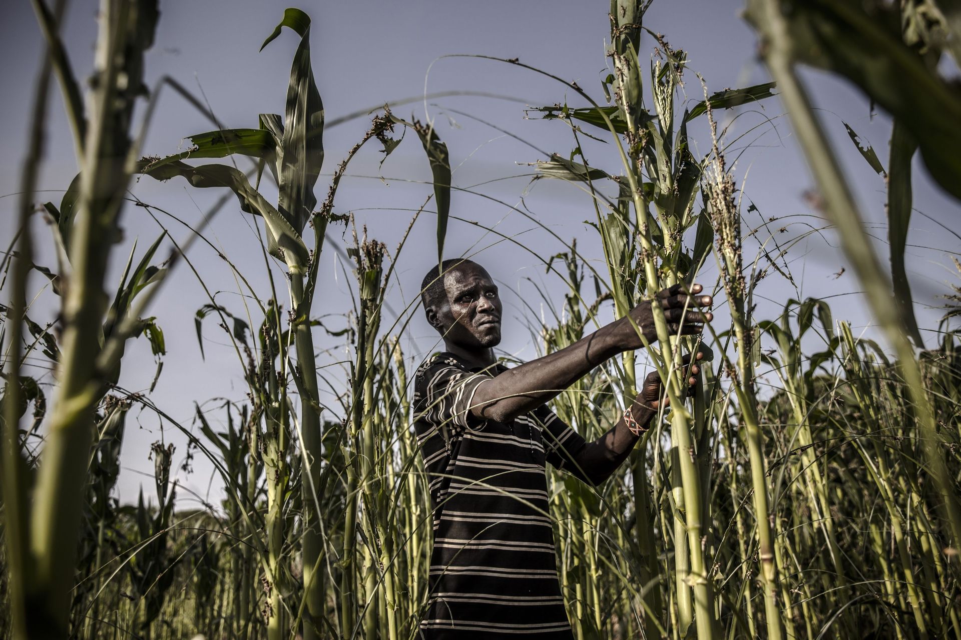 Un fermier dans ses champs à Napeikar, comté de Turkana, Kenya le 2 juin