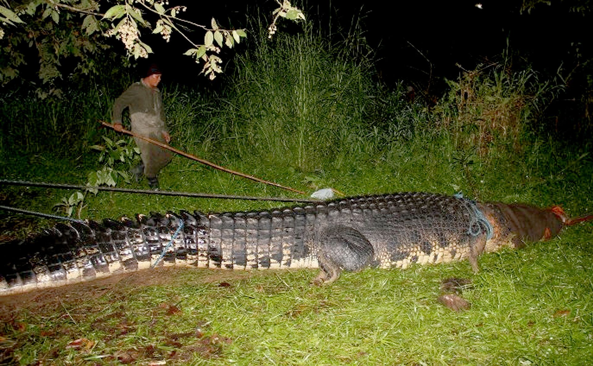 Un crocodile des mers g ant captur aux Philippines RTBF Actus