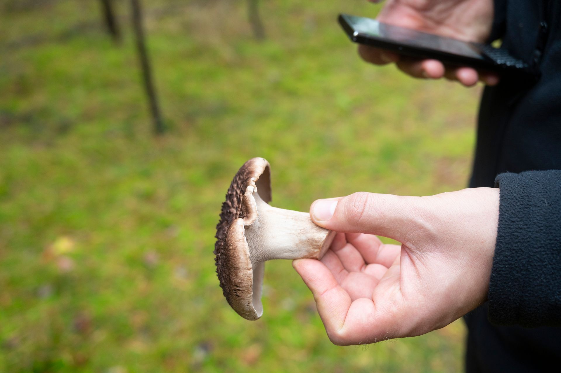 Les applications de reconnaissance de champignons : efficaces ou dangereuses ? 