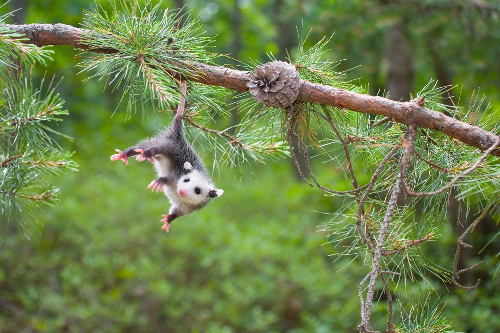 “Nounous pour animaux” : notre top 5 des bébés les plus mignons 