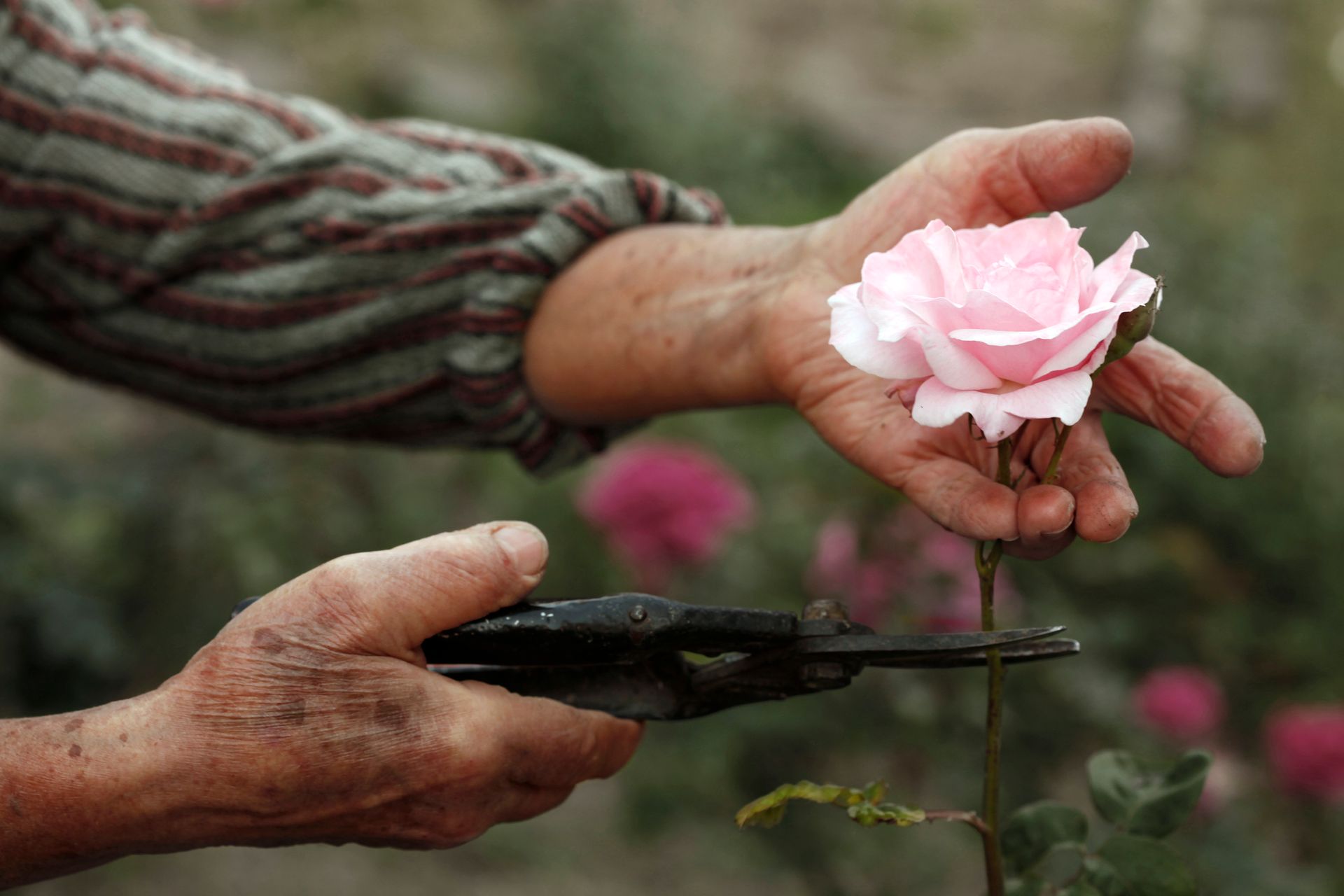 Découverte majeure : les plantes émettent des sons ! Mais ils sont