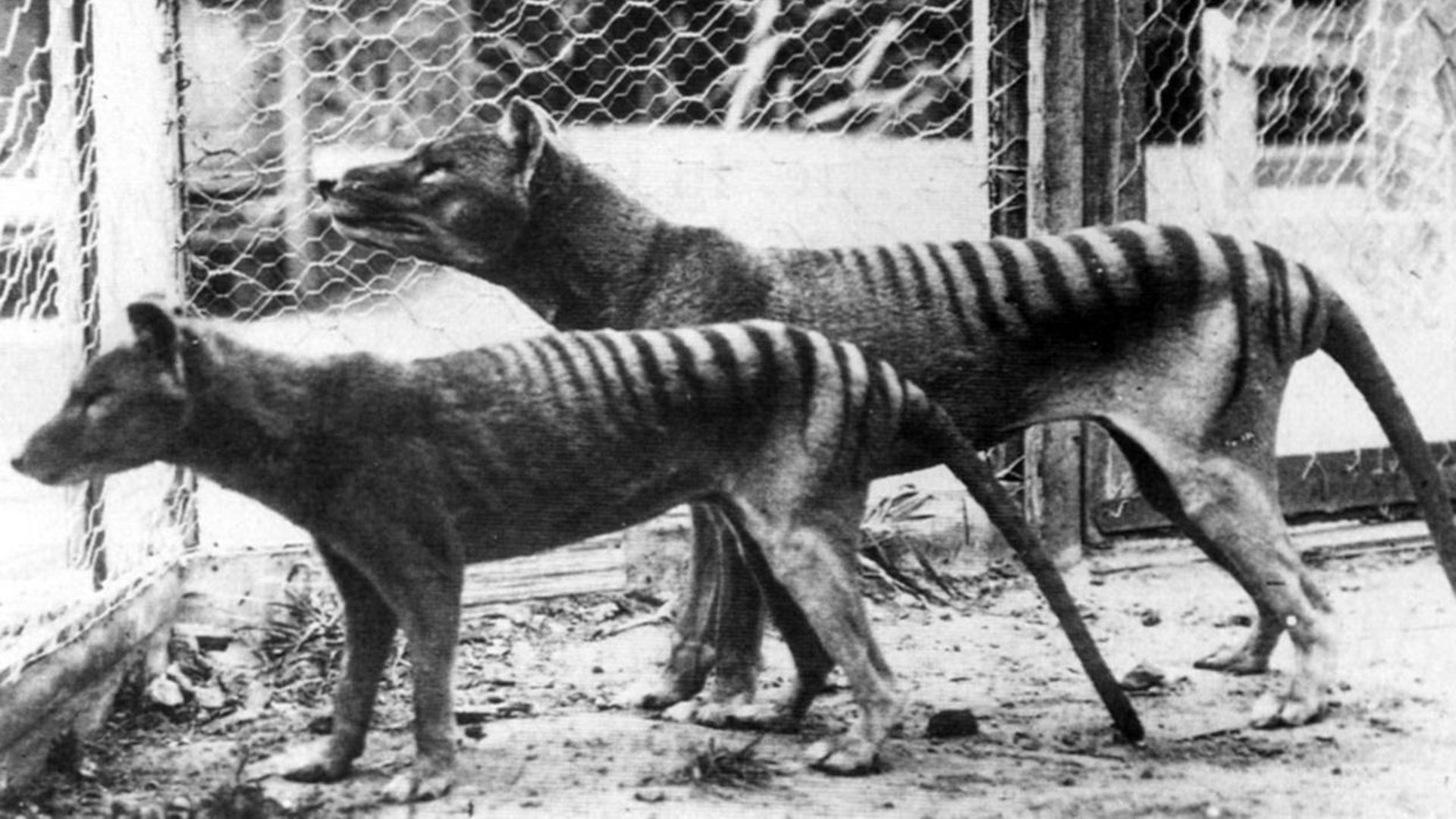 Le tigre de Tasmanie a disparu en 1930.