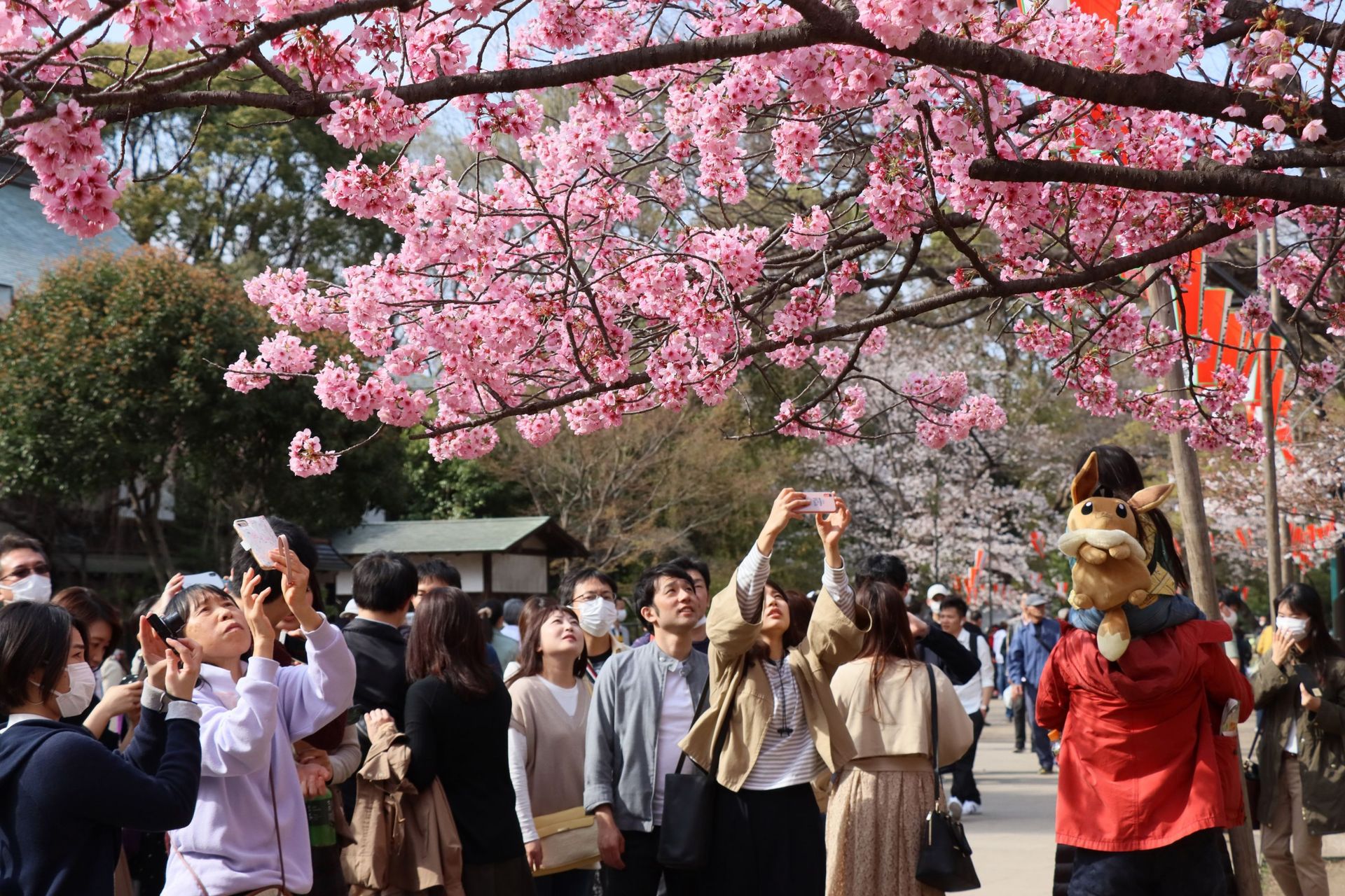 La fête des cerisiers en fleurs au Japon