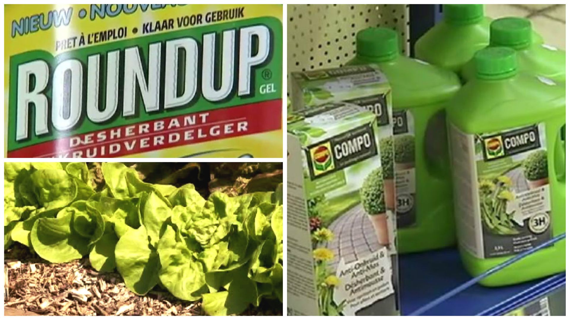 Roundup : qu'est-ce que le glyphosate, herbicide qui pourrait être interdit  ?