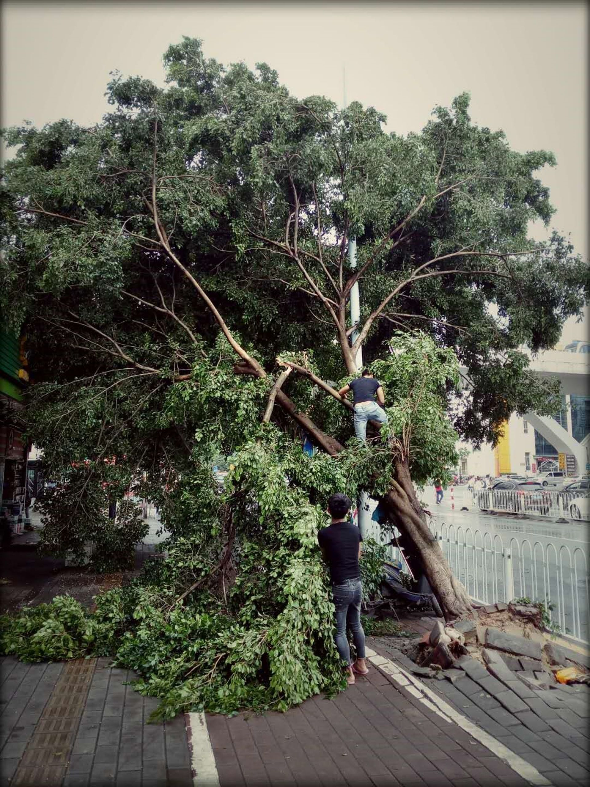 Un arbre arraché à Guangzhou