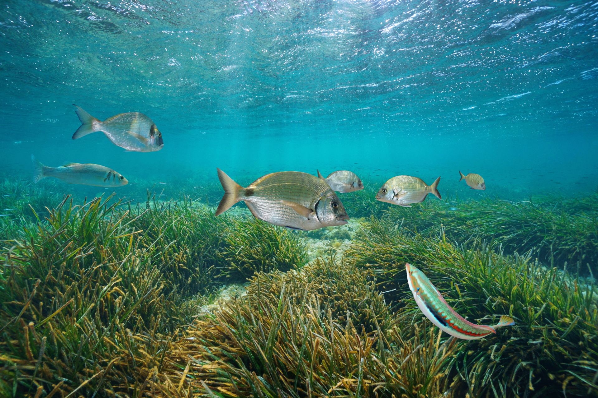 Les 7 animaux marins les plus rares – Mer Aux Trésors