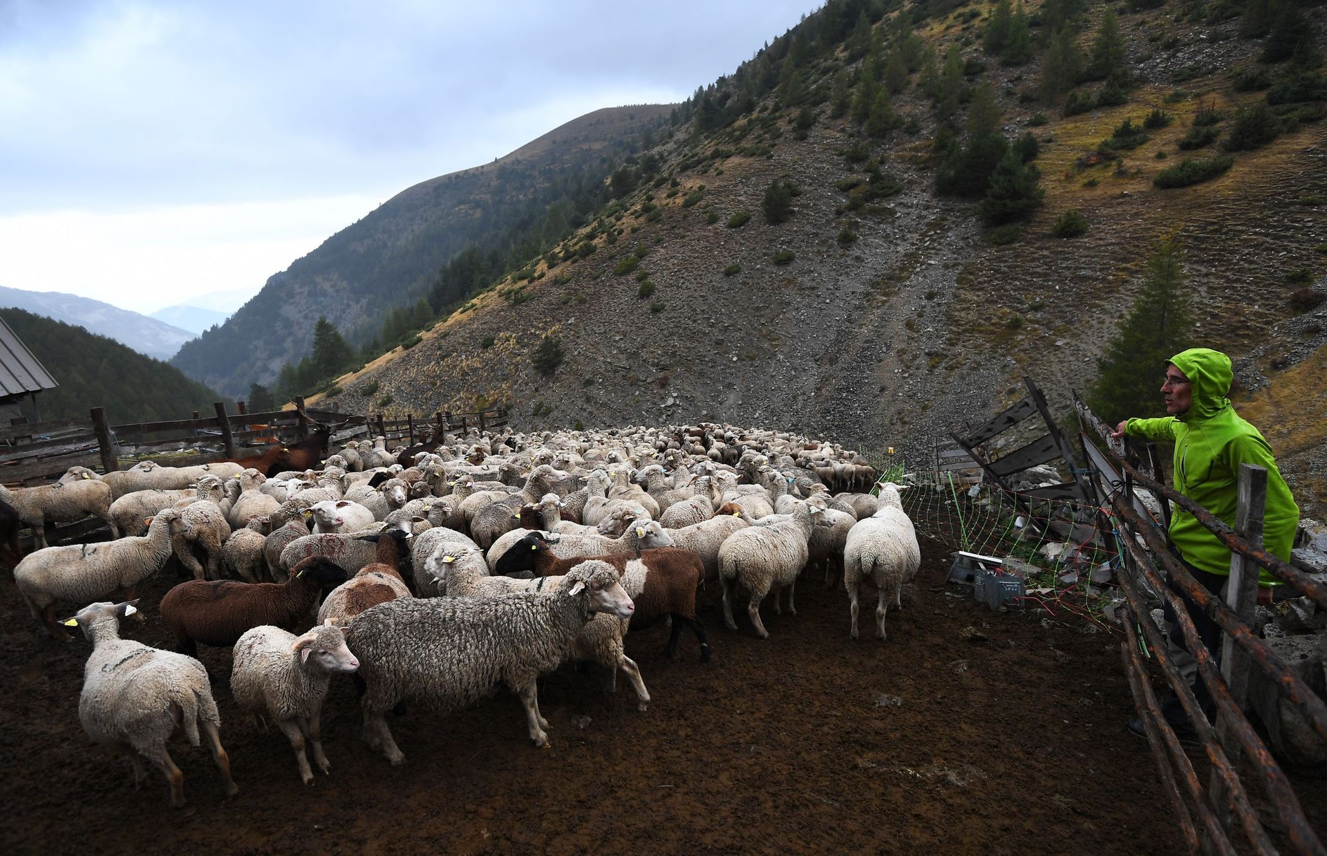Un berger protège son troupeau des prédateurs, dans les Alpes françaises (27/09/17)