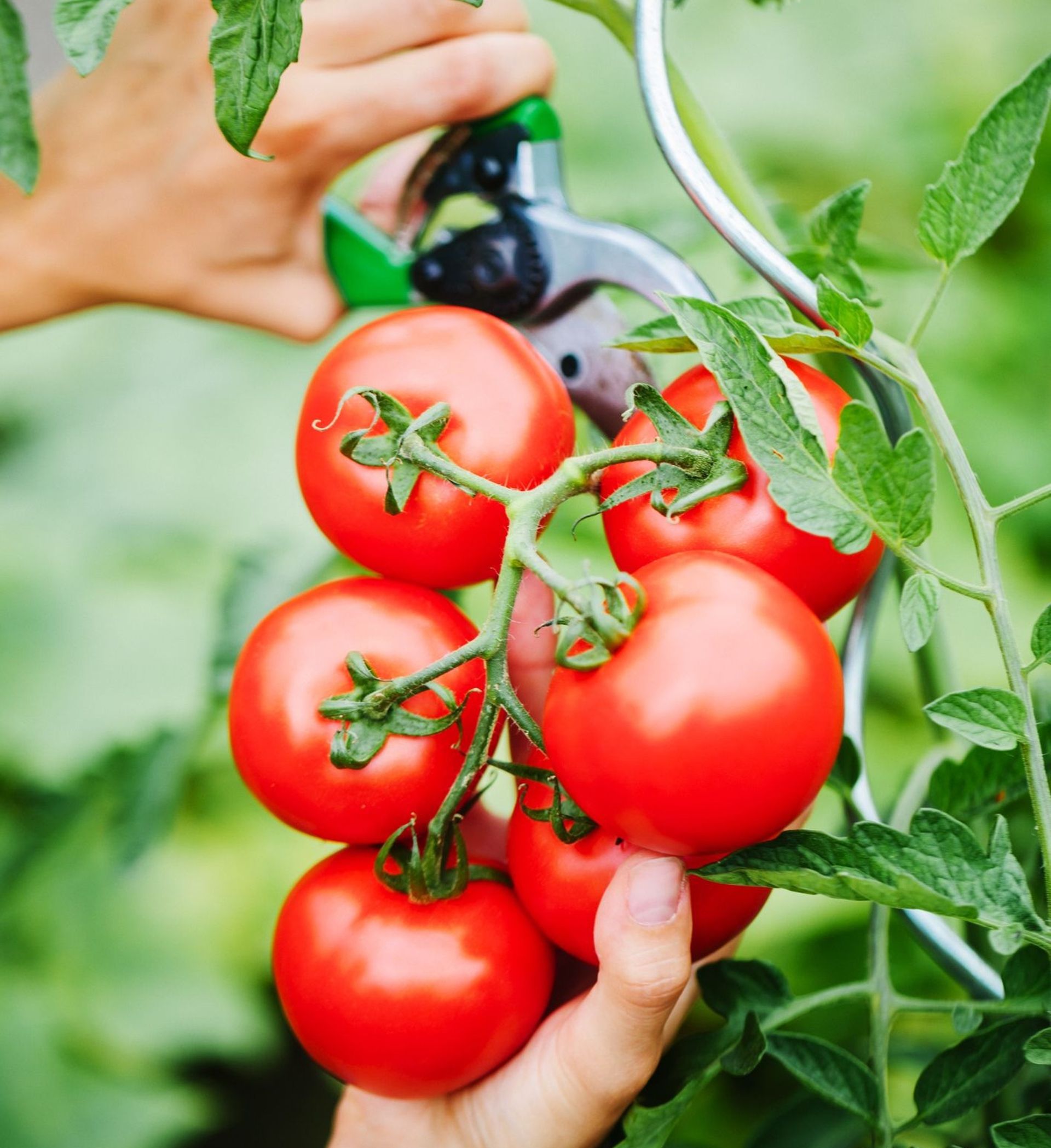 Les plants de tomates crient 25 fois par heure quand on les coupe