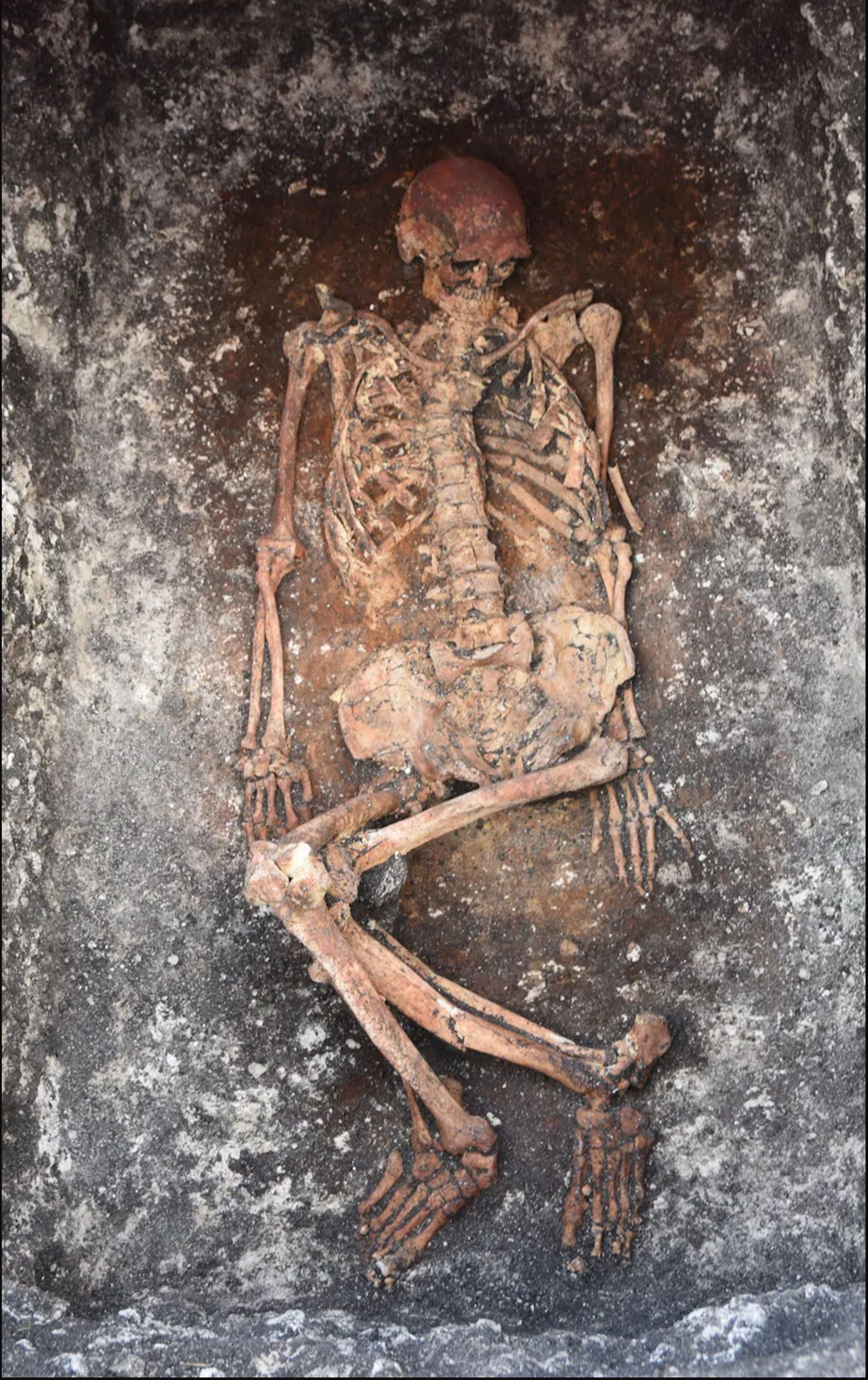 Le squelette d'un cavalier Yamnaya découvert à Malomirovo, en Bulgarie.