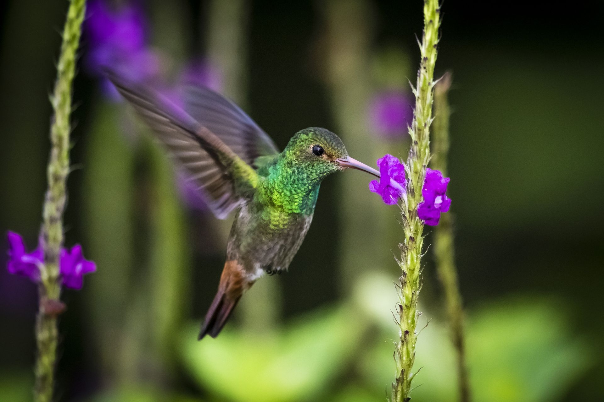 Carnet nature : tout savoir sur les plumes des oiseaux 