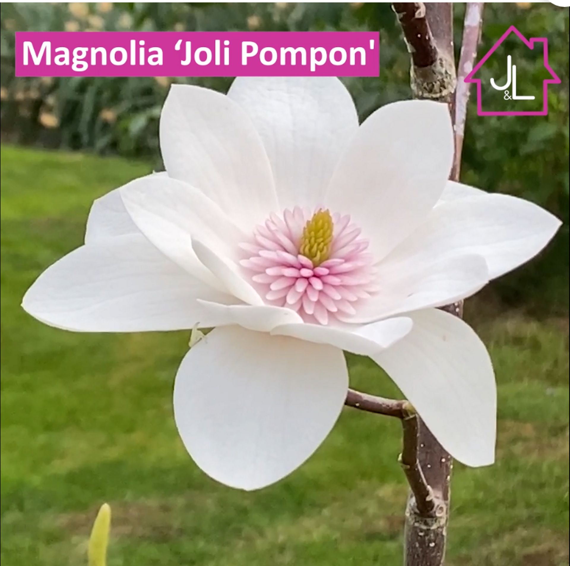 Magnolia 'Joli Pompon'